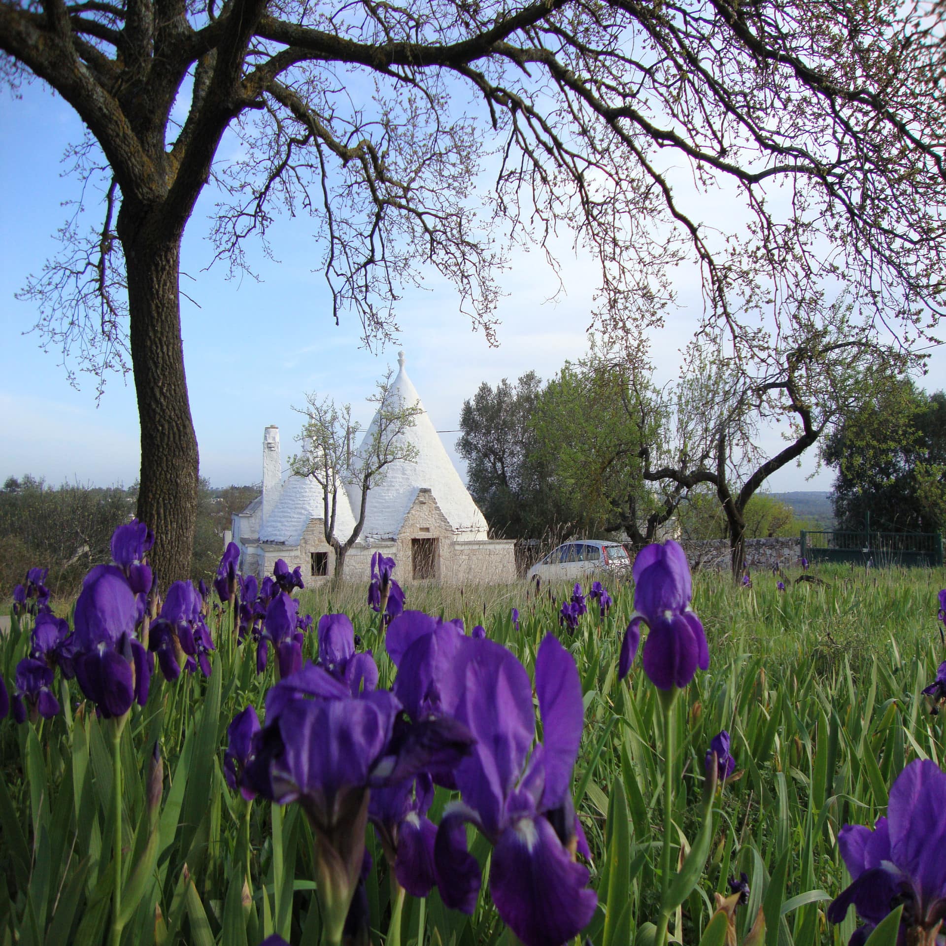 Wiese mit lila Blumen und Bäumen, im Hintergrund ist ein Trullo zu sehen.