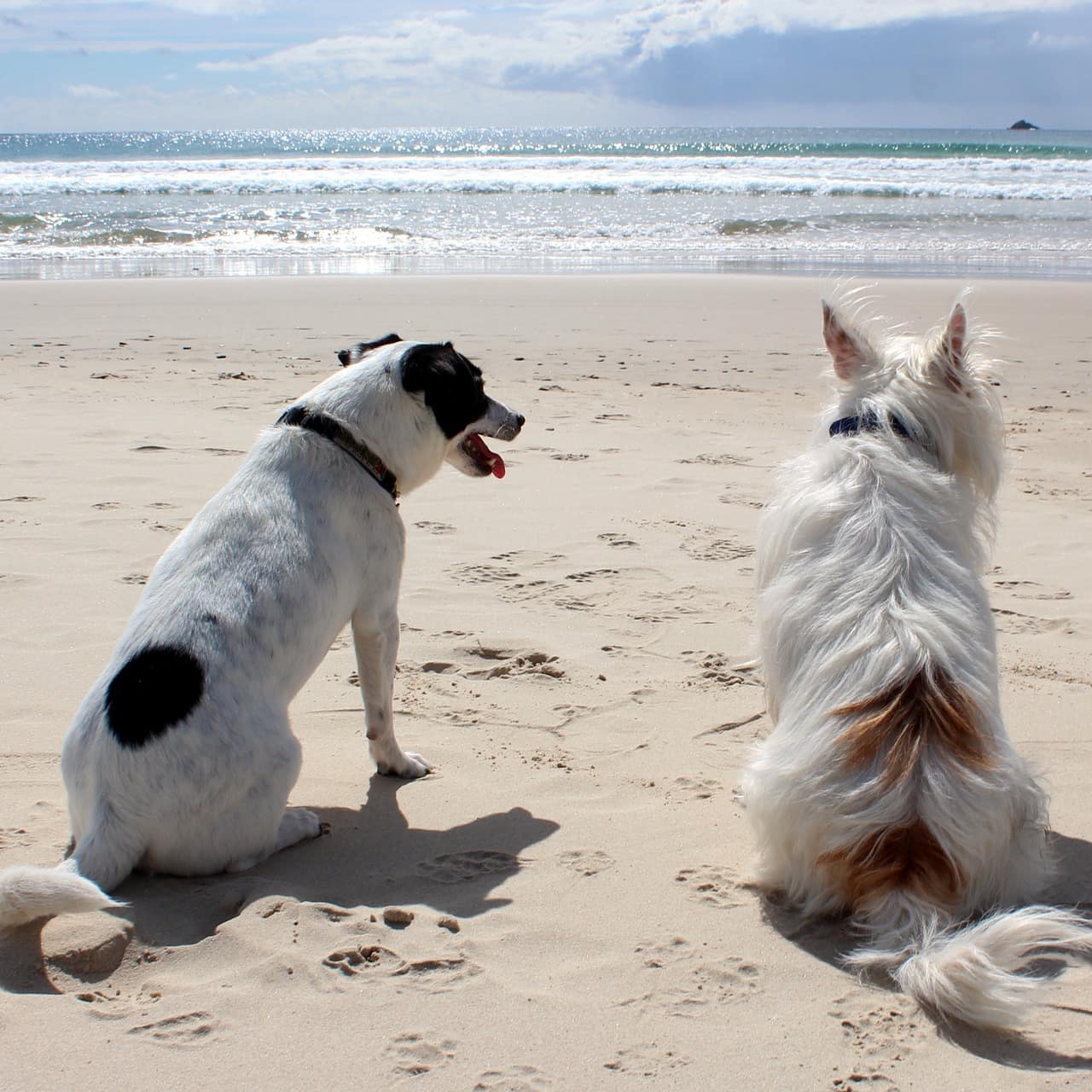 Zwei Hunde am Strand schauen den Wellen zu