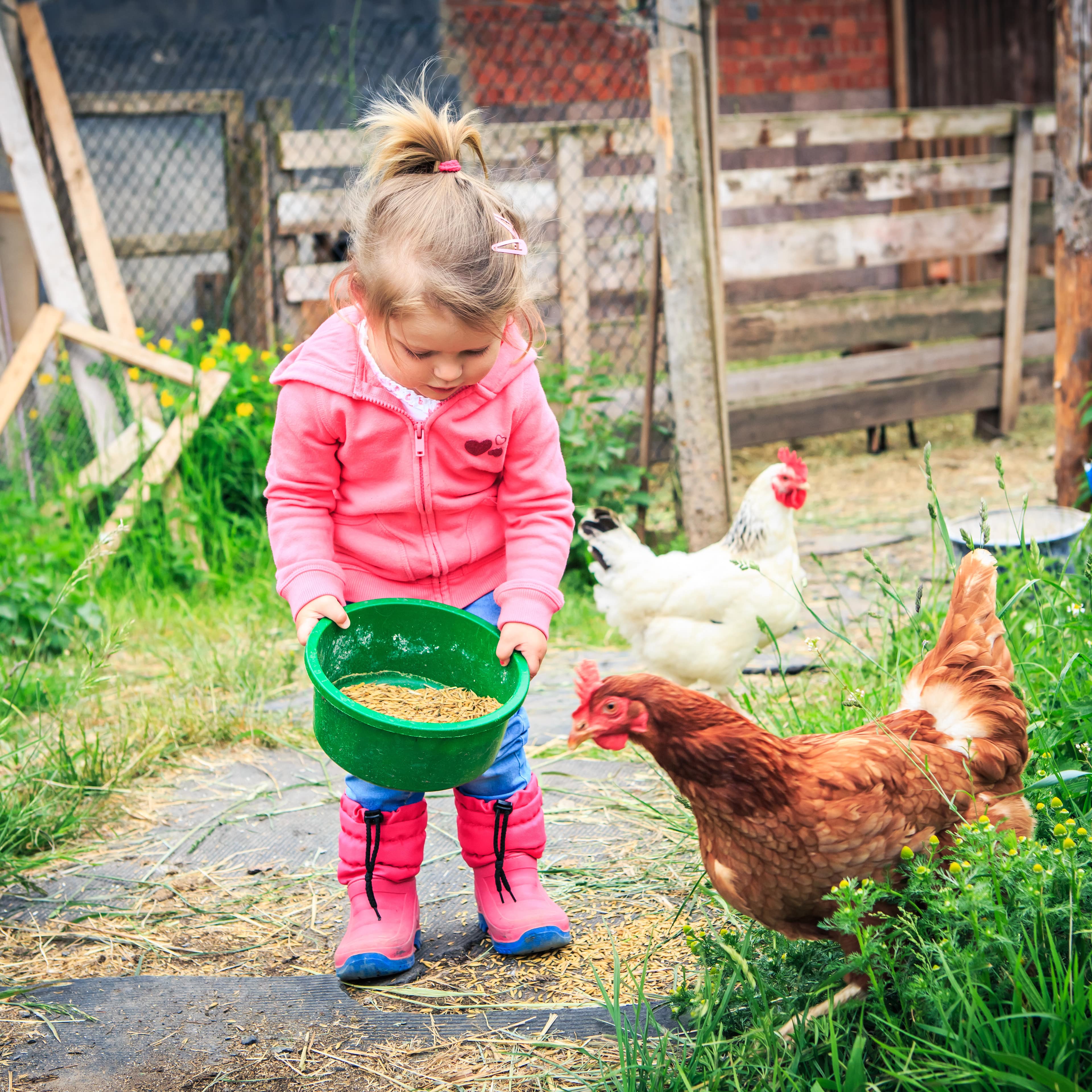 Kleines Mädchen in pinker Jacke und Gummistiefeln hat eine Schüssel mit Hühnerfutter in der Hand und füttert Hühner.