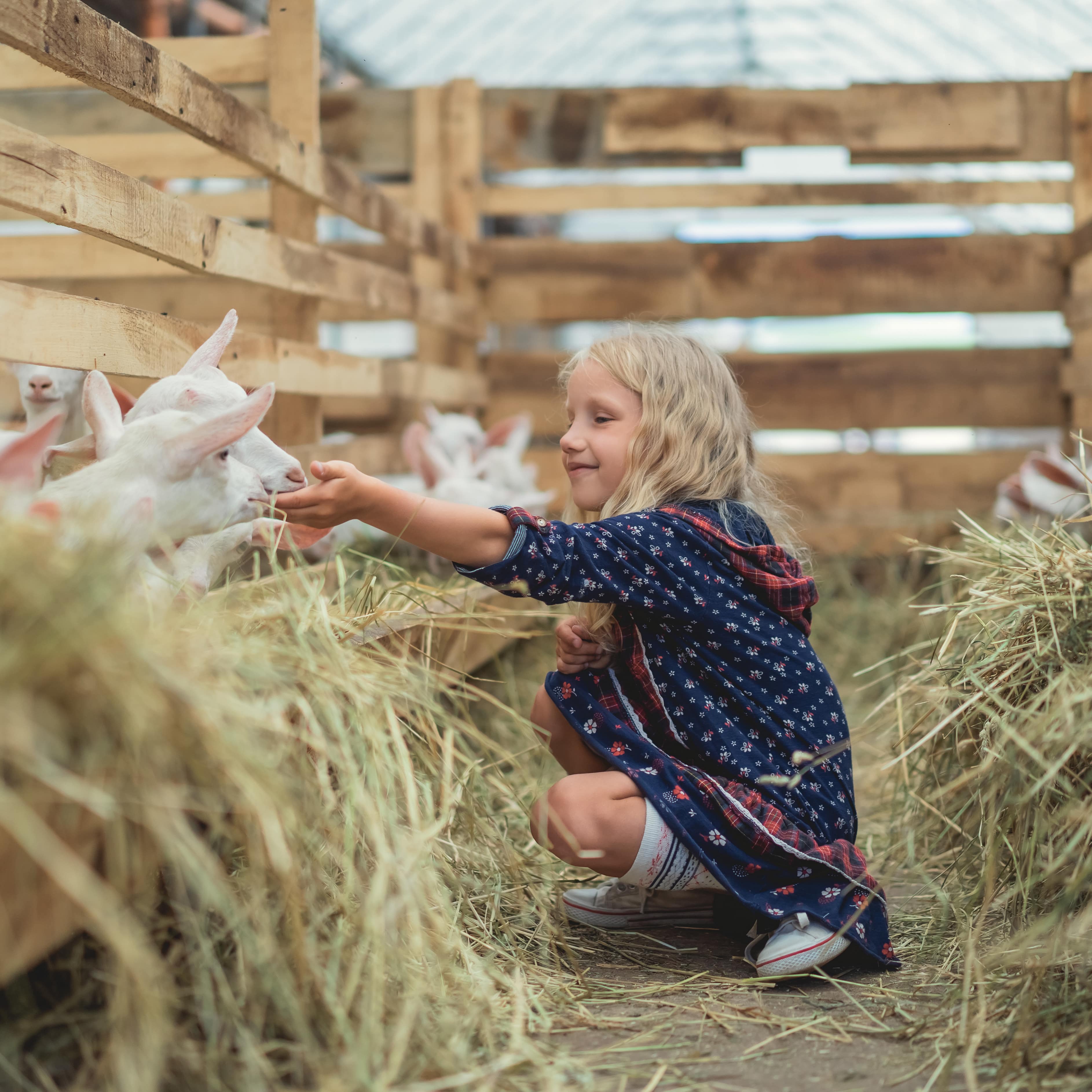 Blondes Mädchen im einem Kleid füttert in einem Ziegenstall die kleinen Ziegen.