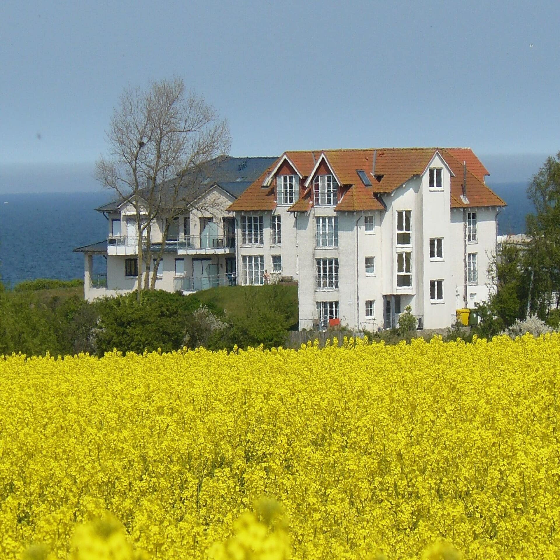 Blühendes Rapsfeld, dahinter Mehrfamilienhäuser und das Meer.