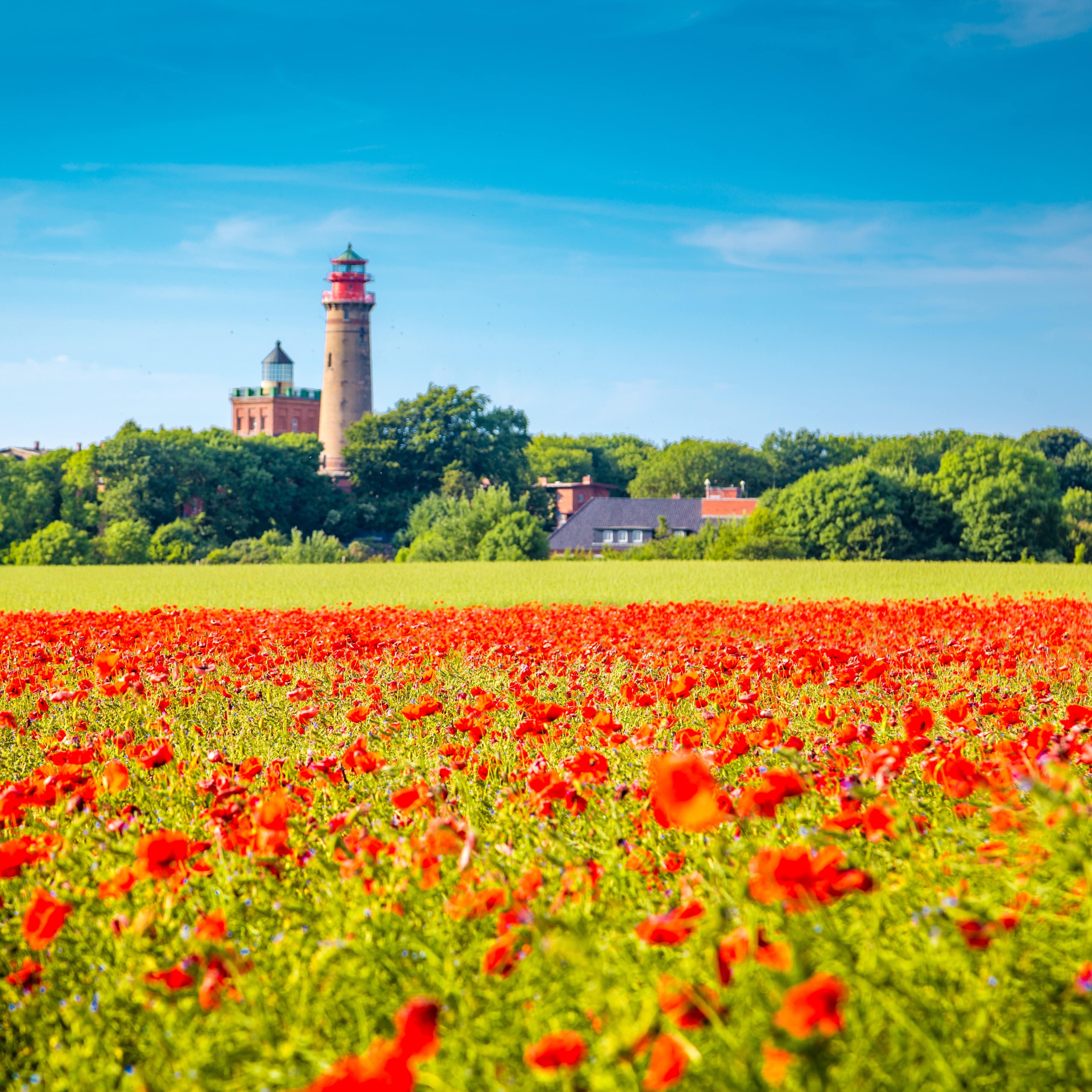 Blick über eine blühende Mohnwiese, dahinter der Leuchtturm von Kap Arkona und einige Häuser.