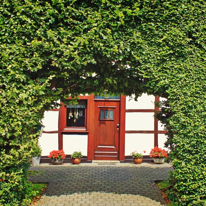 Hinter einer riesigen Hecke lugt ein Fachwerkhaus hervor