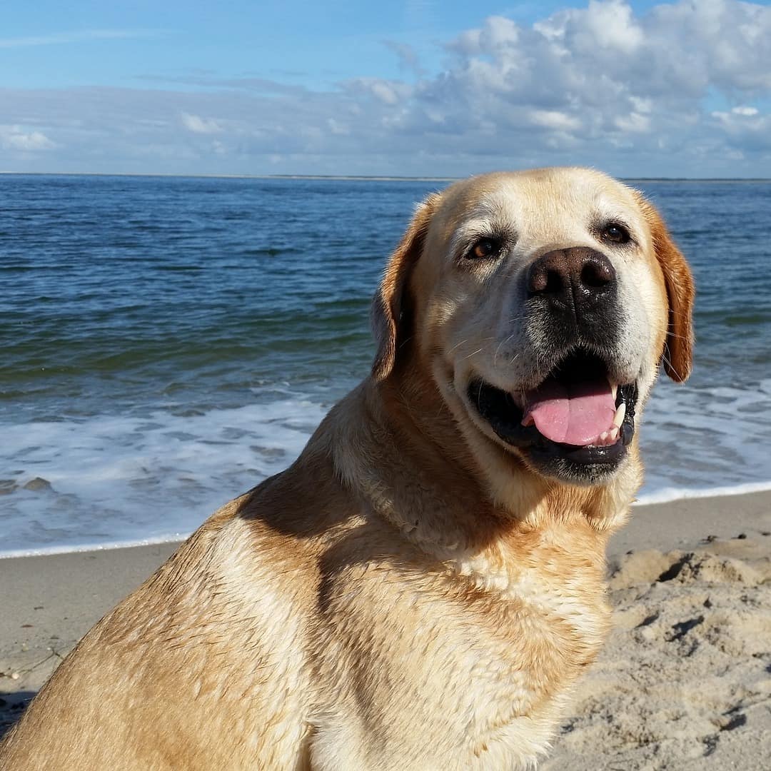 Ein Hund sitzt direkt am Wasser am Strand