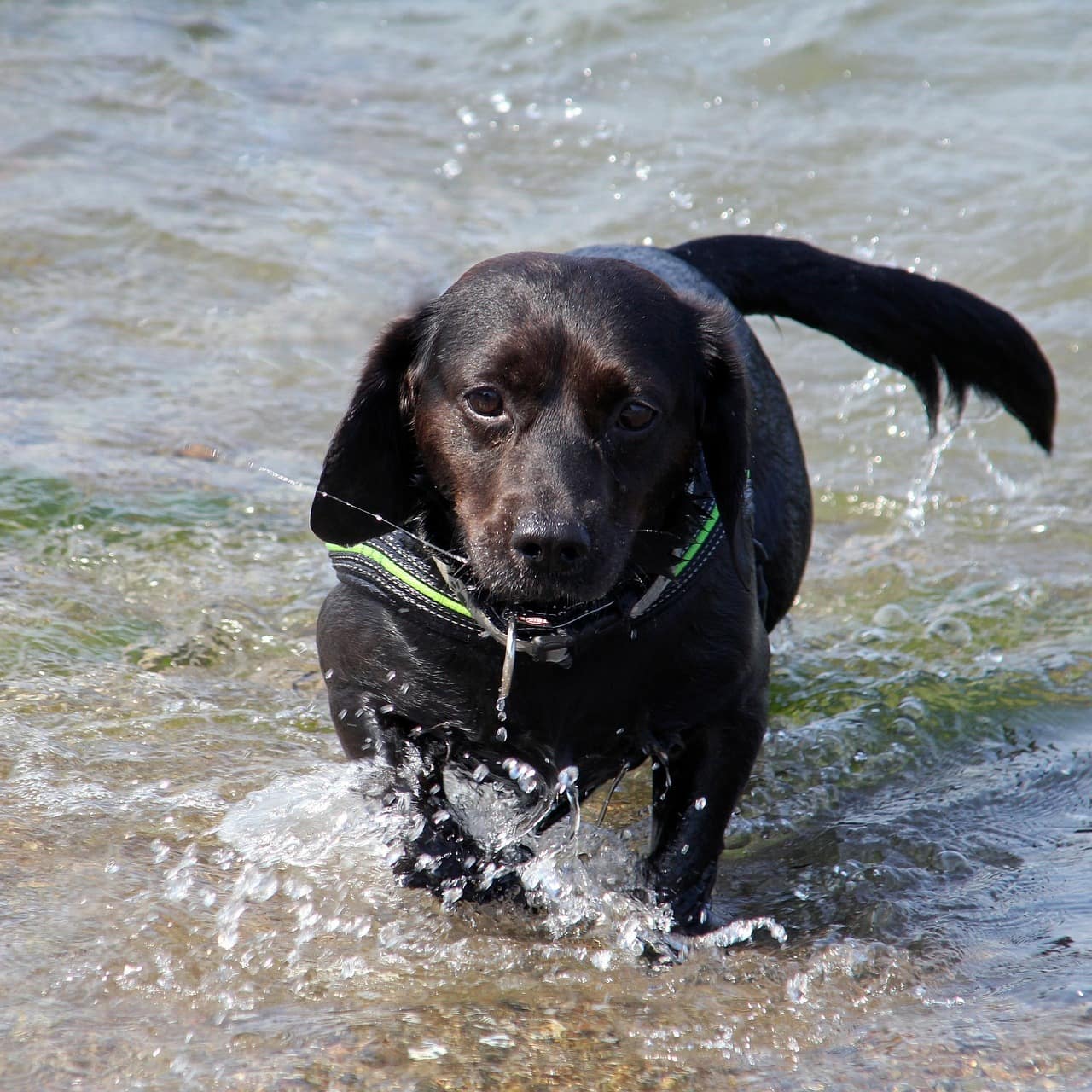 Ein kleiner schwarzer Hund spiel im Wasser der Ostsee