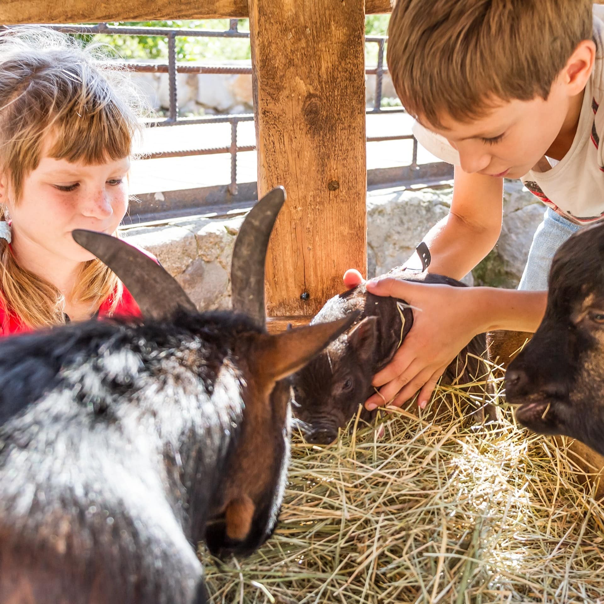 Ein Junge und ein Mädchen kümmern sich um Ziegen und ein Hängebauchschweinchen in einem Stall.