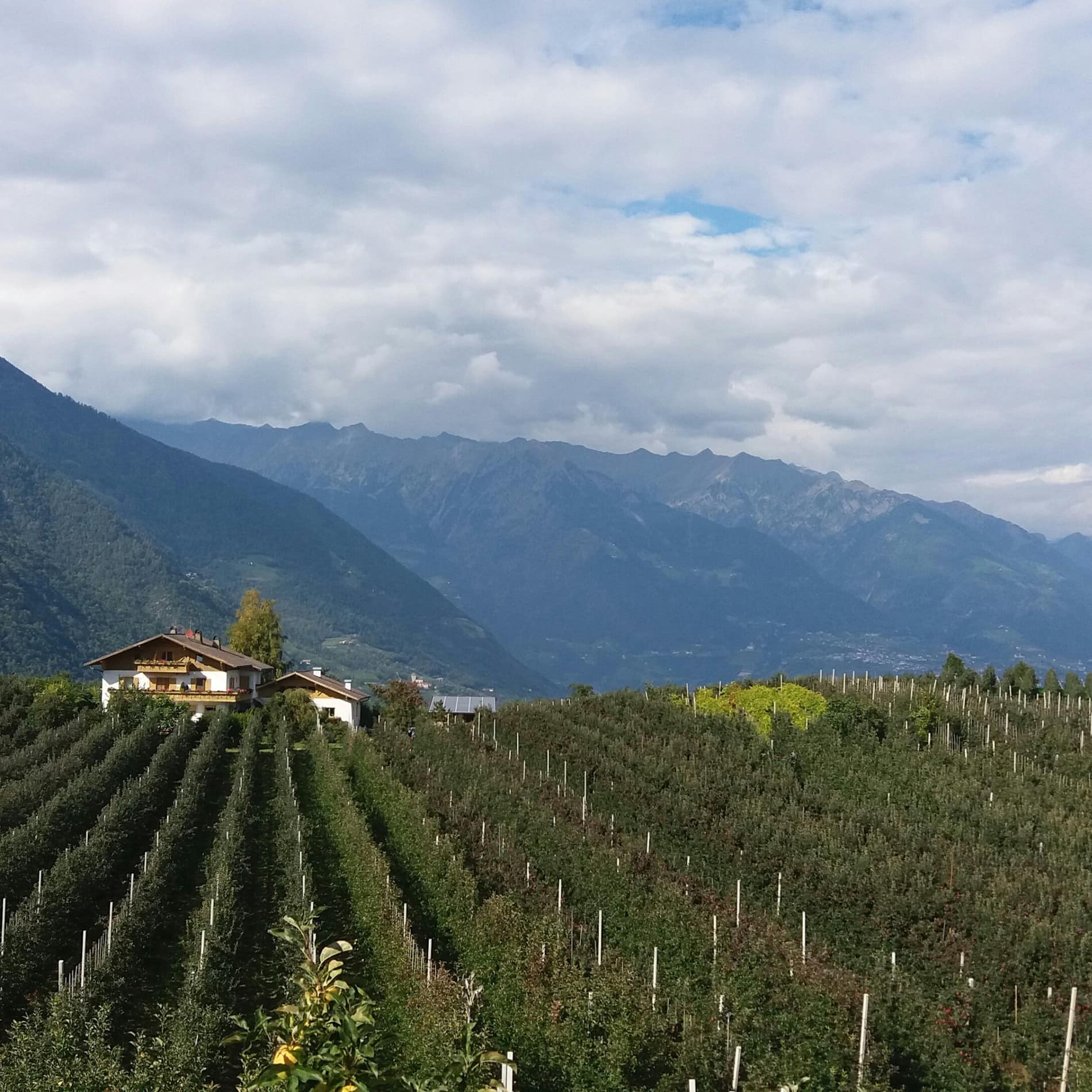 Mitten in einem Weinberg beim Dorf Lana steht das Haus mit Ferienwohnung in der Umgebung von Meran
