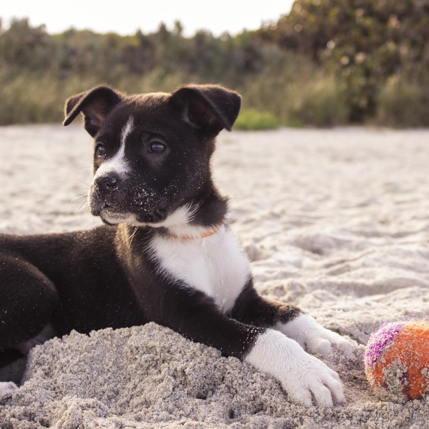 Hundebaby spielt mit Ball am Strand