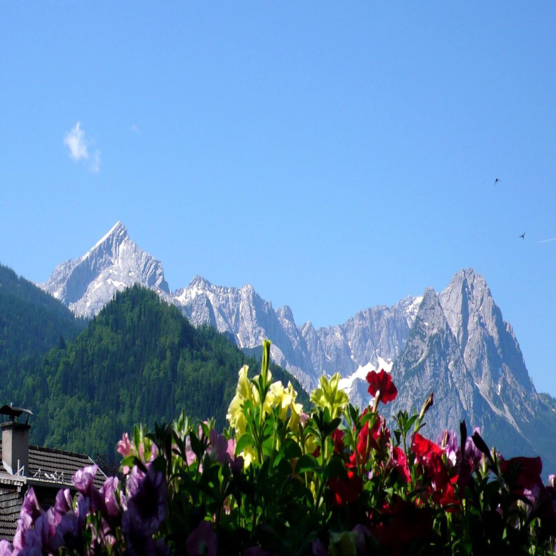 Blick über die Blumen eines Balkons auf die Berge. Die Sonne scheint.