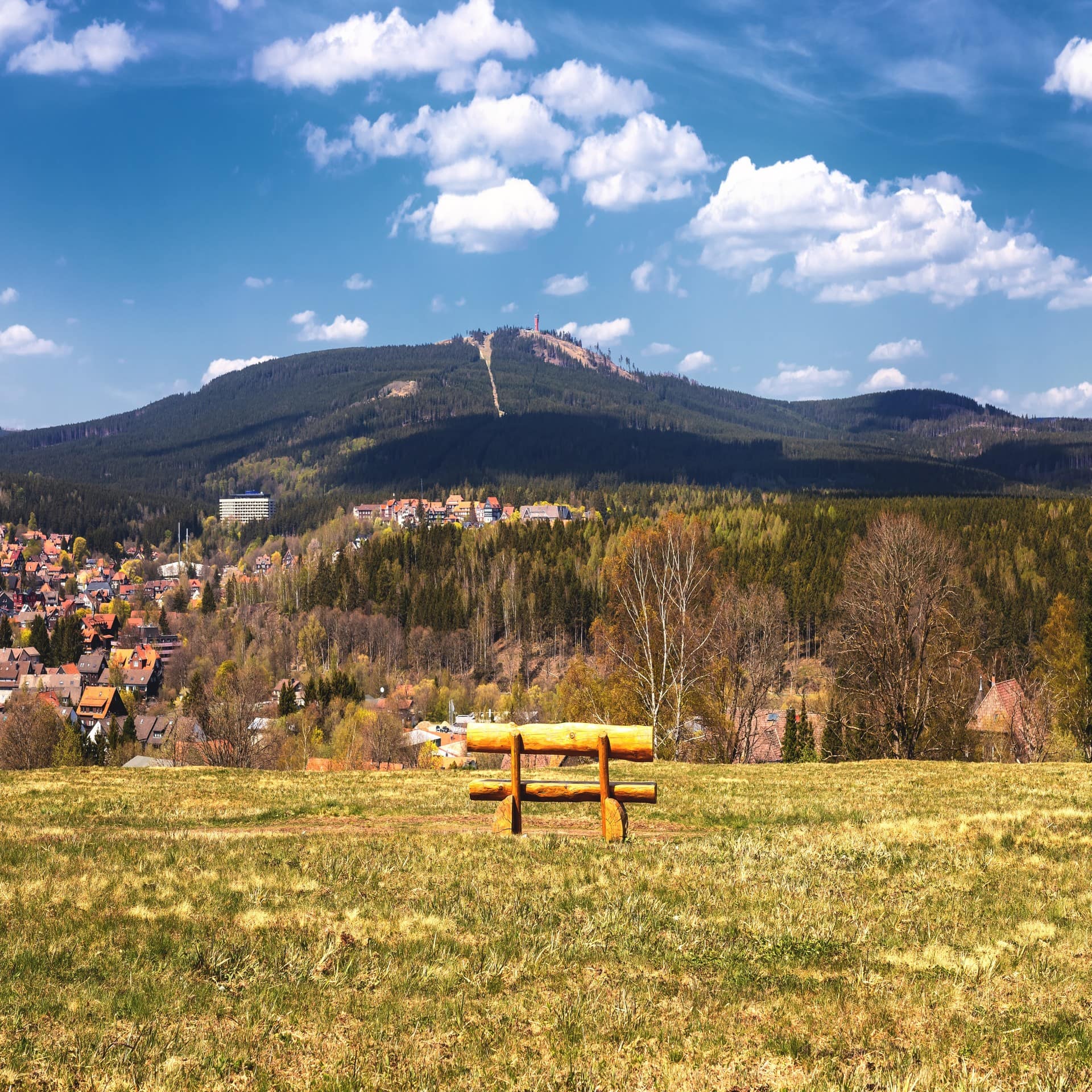 Eine Dank auf einer herbstlichen Wiese mit Blick auf den Wurmberg im Harz. 