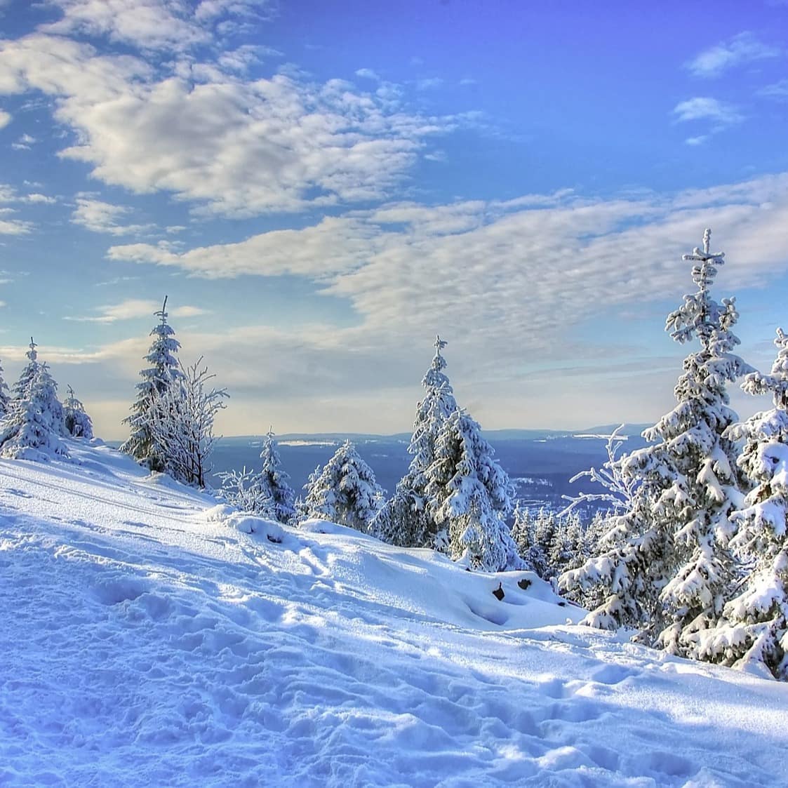 Eine verschneite Winterlandschaft mit Tannenbäumen und Sonnenschein
