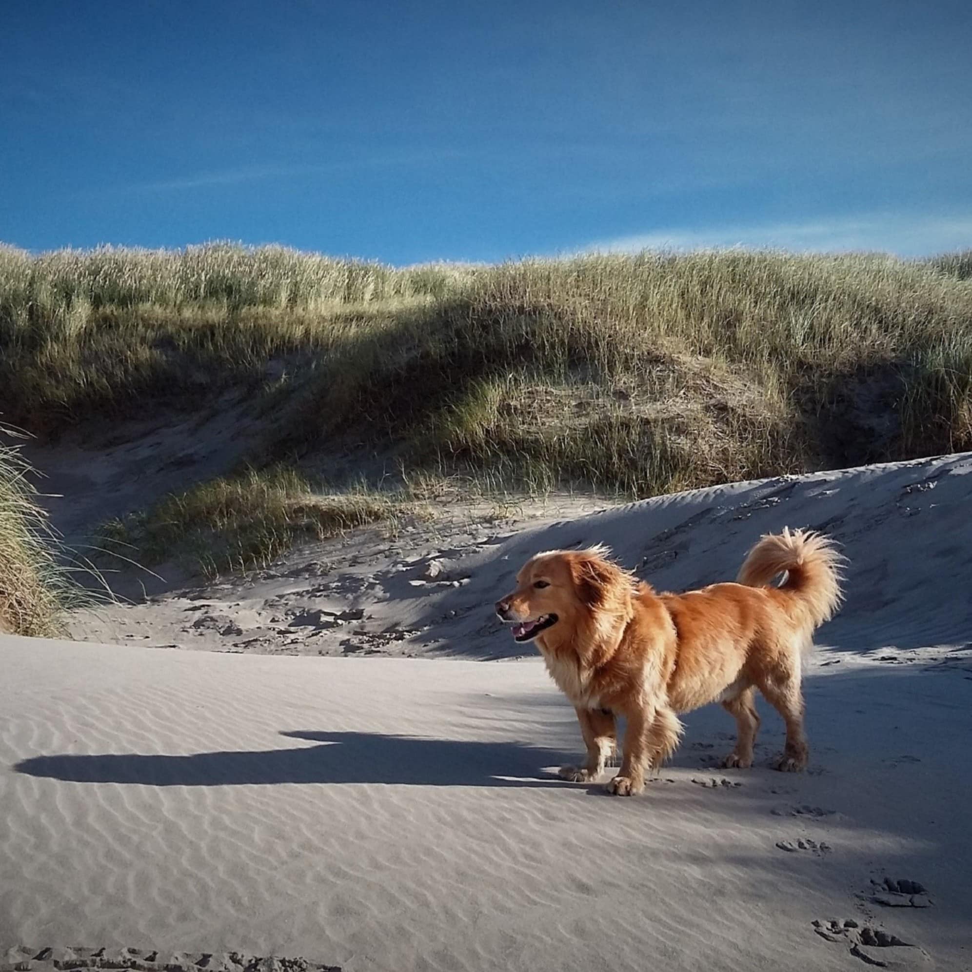 Hund am sonnigen Strand in der Dünenlandschaft