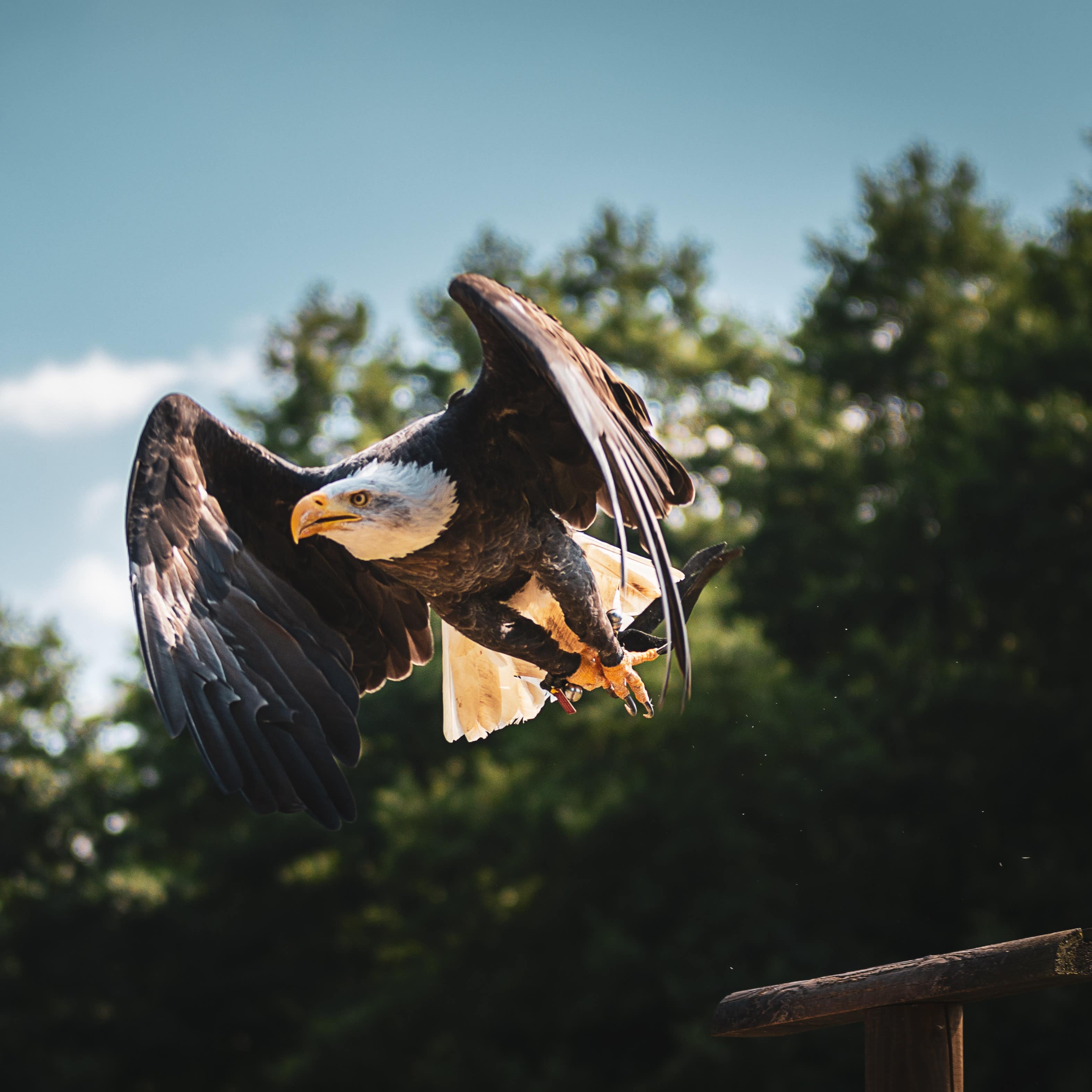 Ein Weißkopfseeadler fliegt, rechts unten eine Sitzstange. 