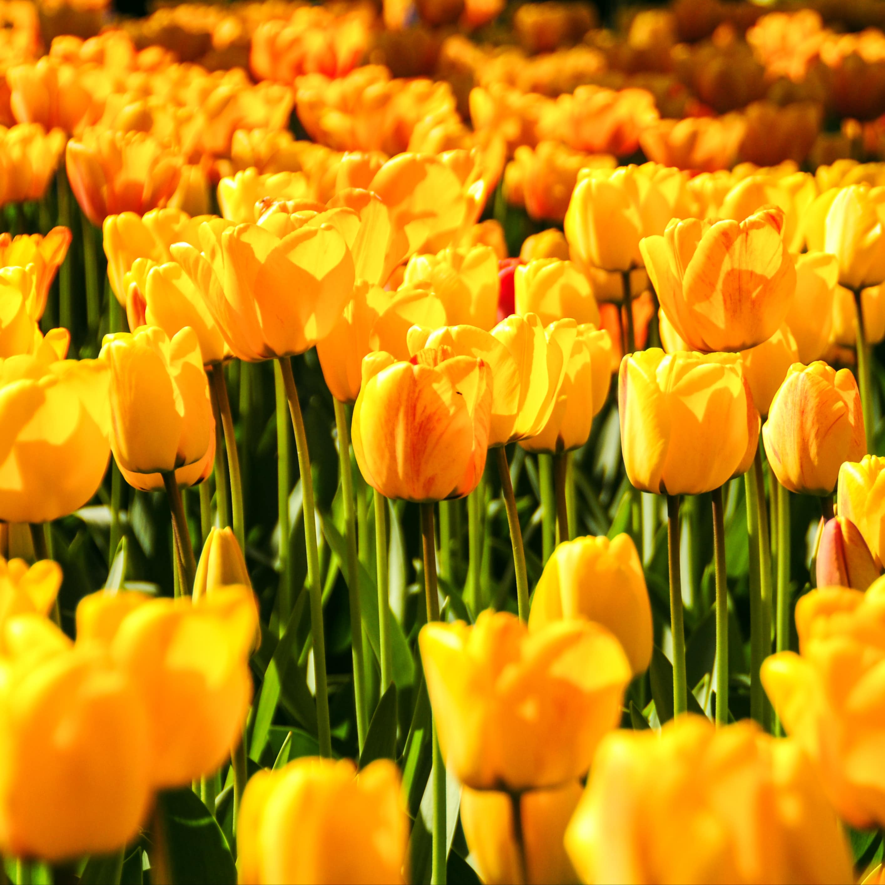 Eine Ferienwohnung auf Texel zur Blütezeit der Tulpen im Mai ist eine gute Idee