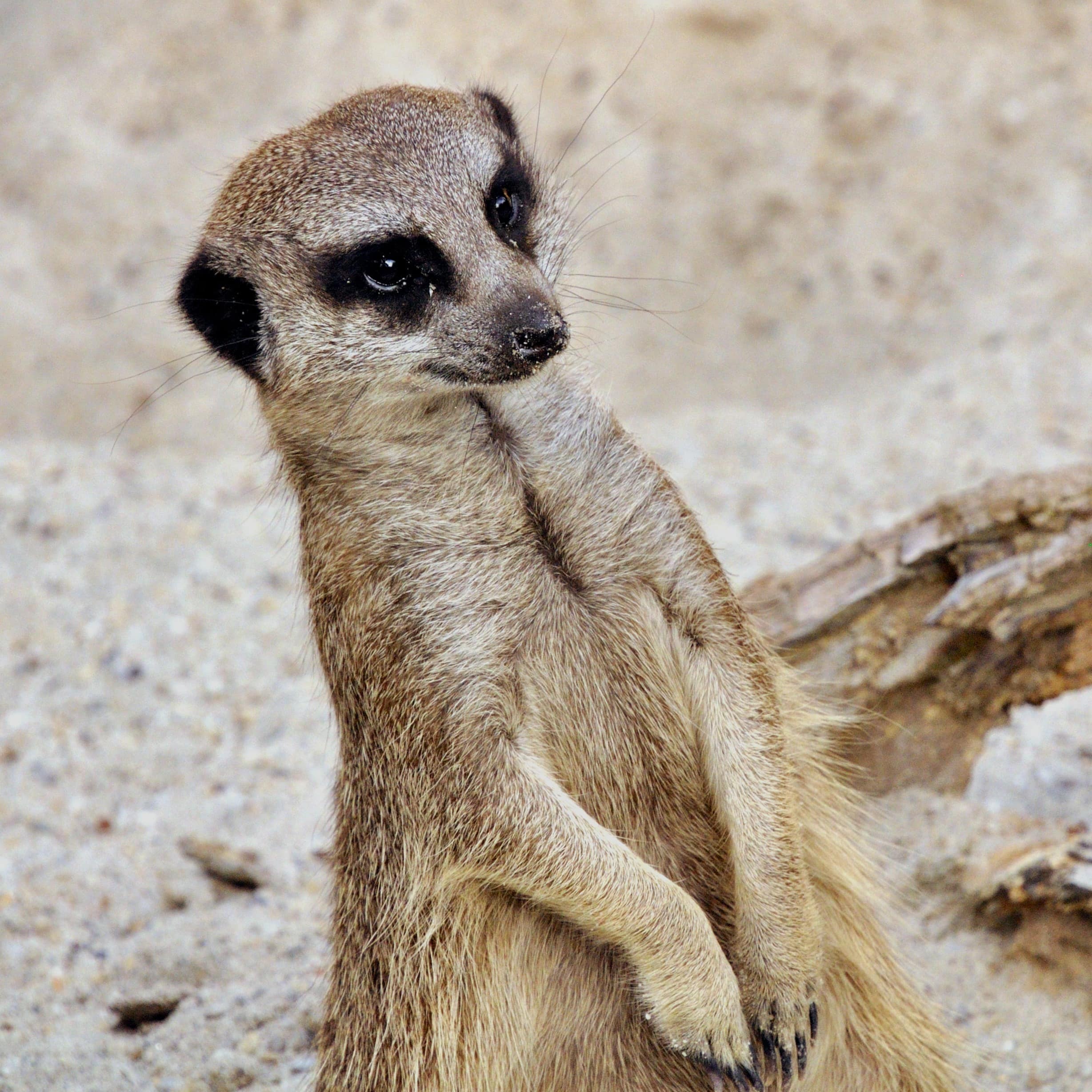 Nahaufnahme: Ein Erdmännchen macht Männchen