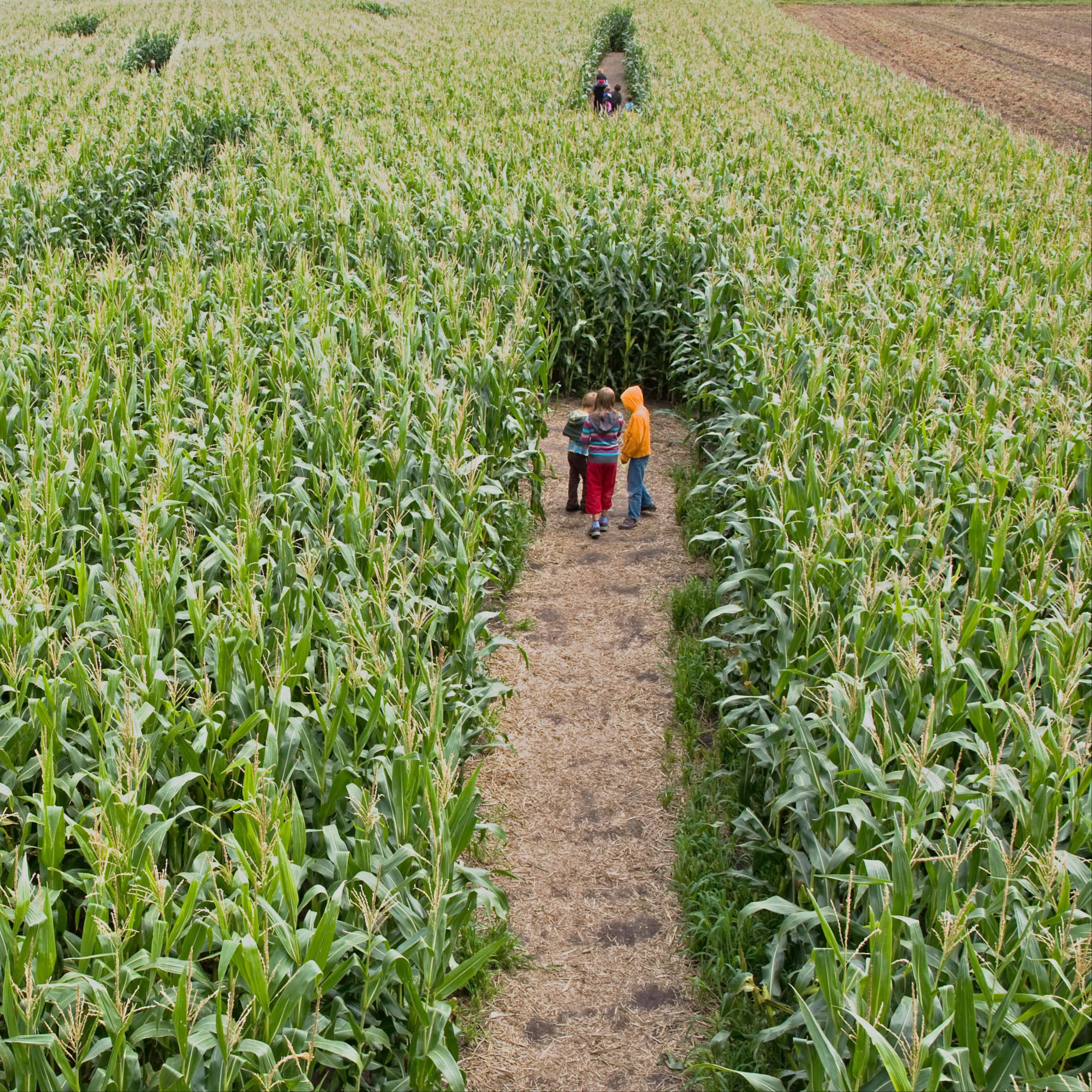 Kinder in einer Sackgasse eines Maislabyrinths.