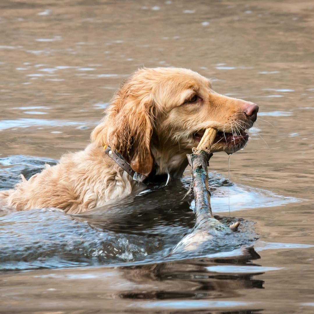 Ein Golden Retriever mit Stock schwimmt im See