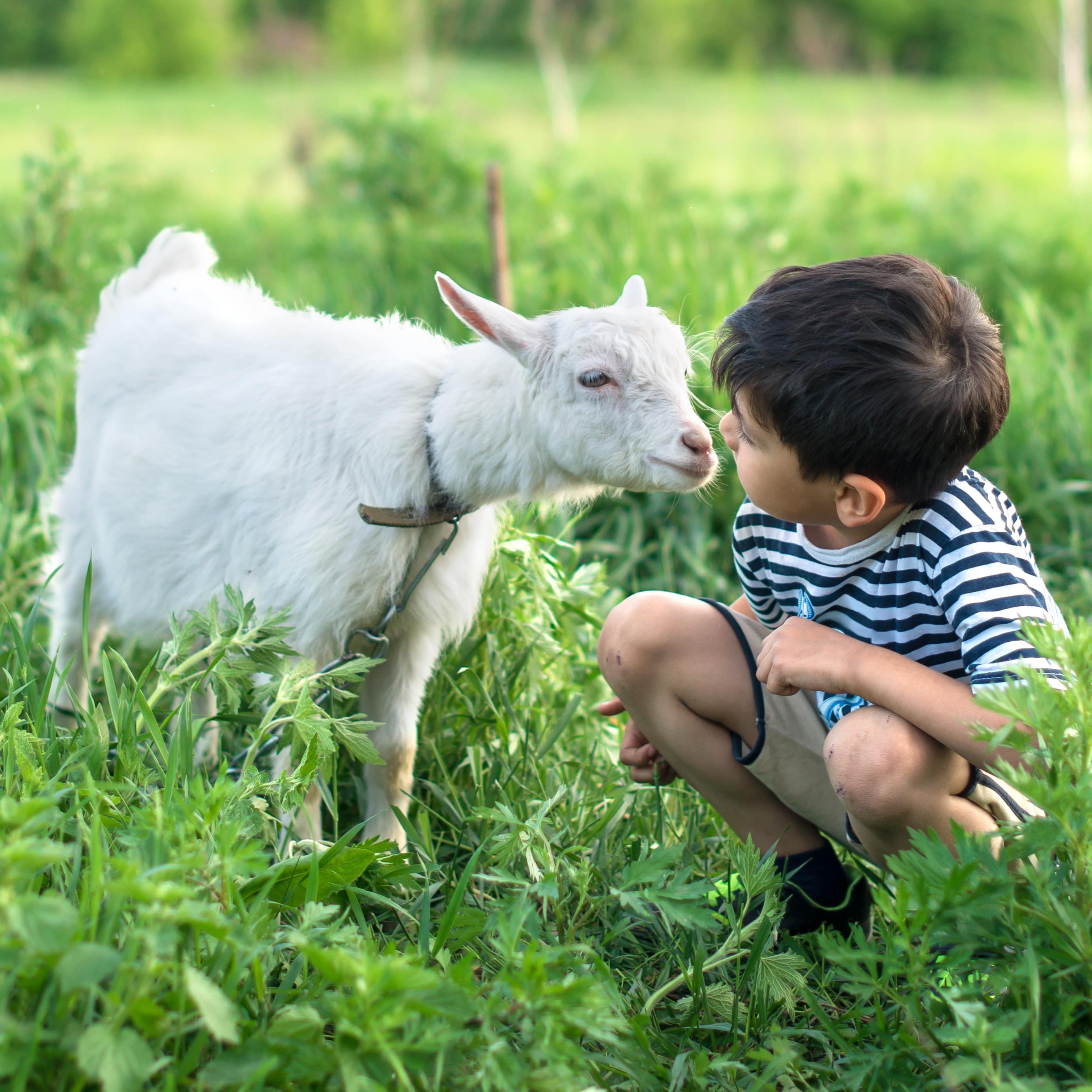Ein Junge im gestreiften T-Shirt hockt auf einer Wiese, eine kleine weiße Ziege beschnuppert sein Gesicht.
