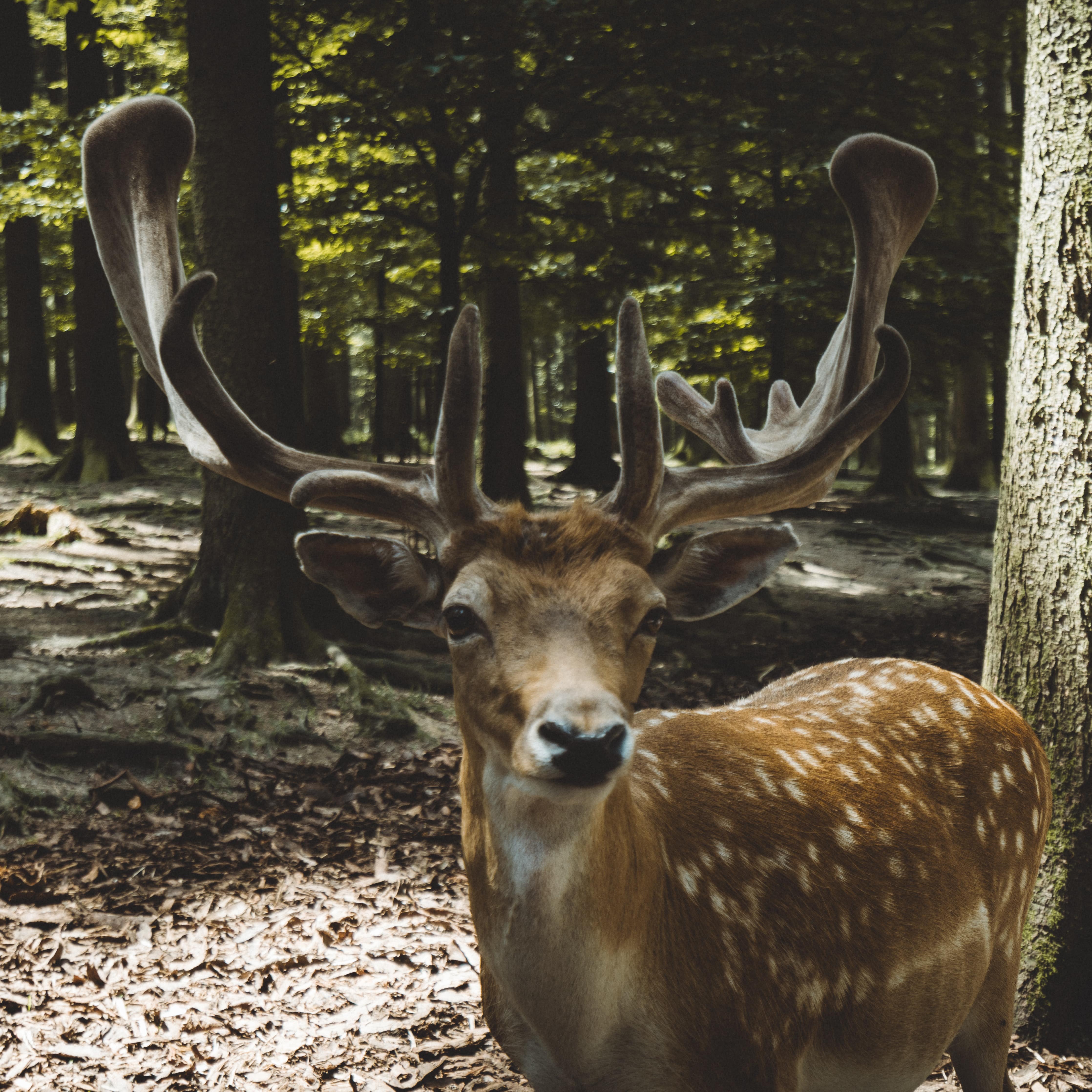 Ein Hirsch im Wildpark Poing schaut in die Kamera.