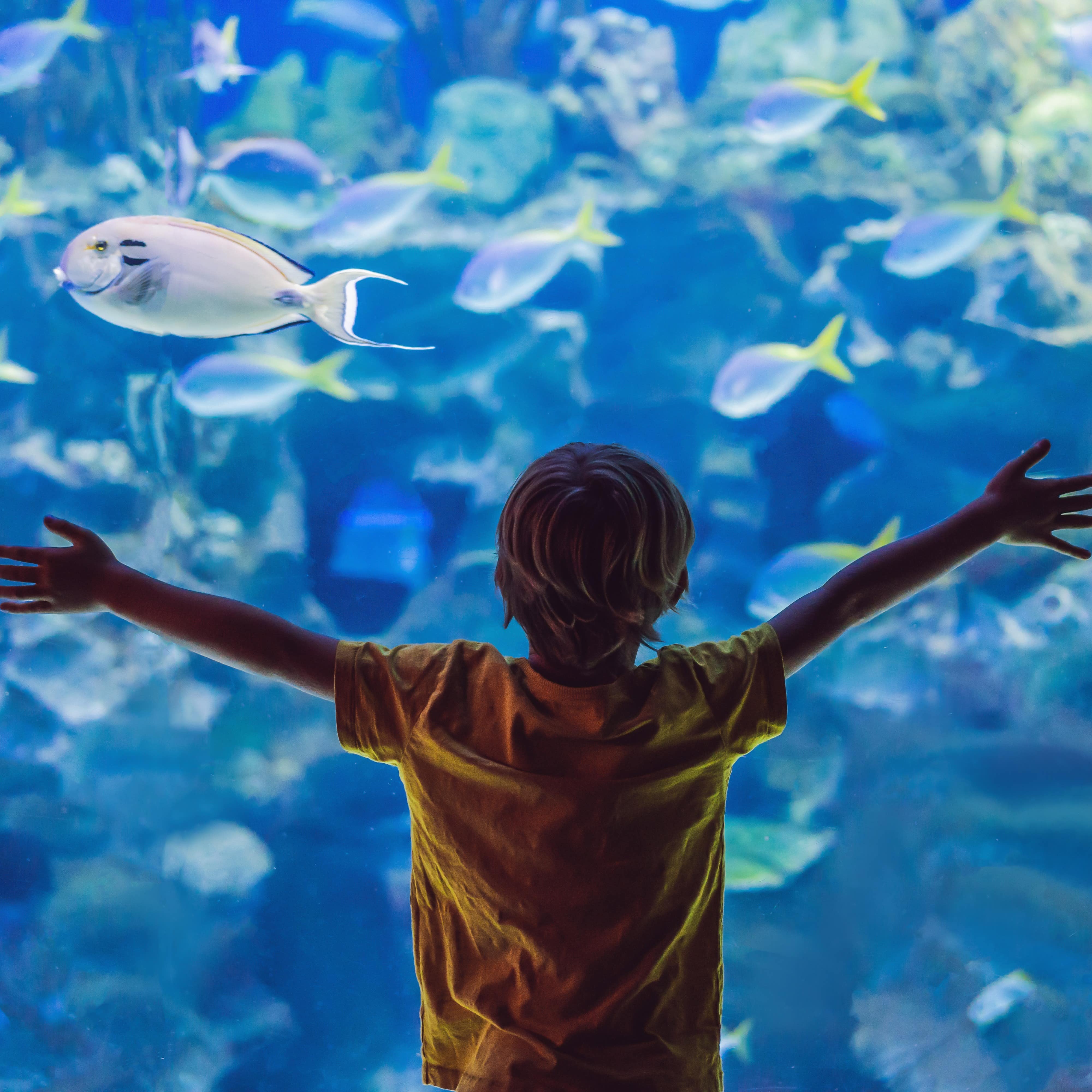 Rückenansicht: Ein Junge steht mit ausgebreiteten Armen vor einem Aquarium voller Fische.