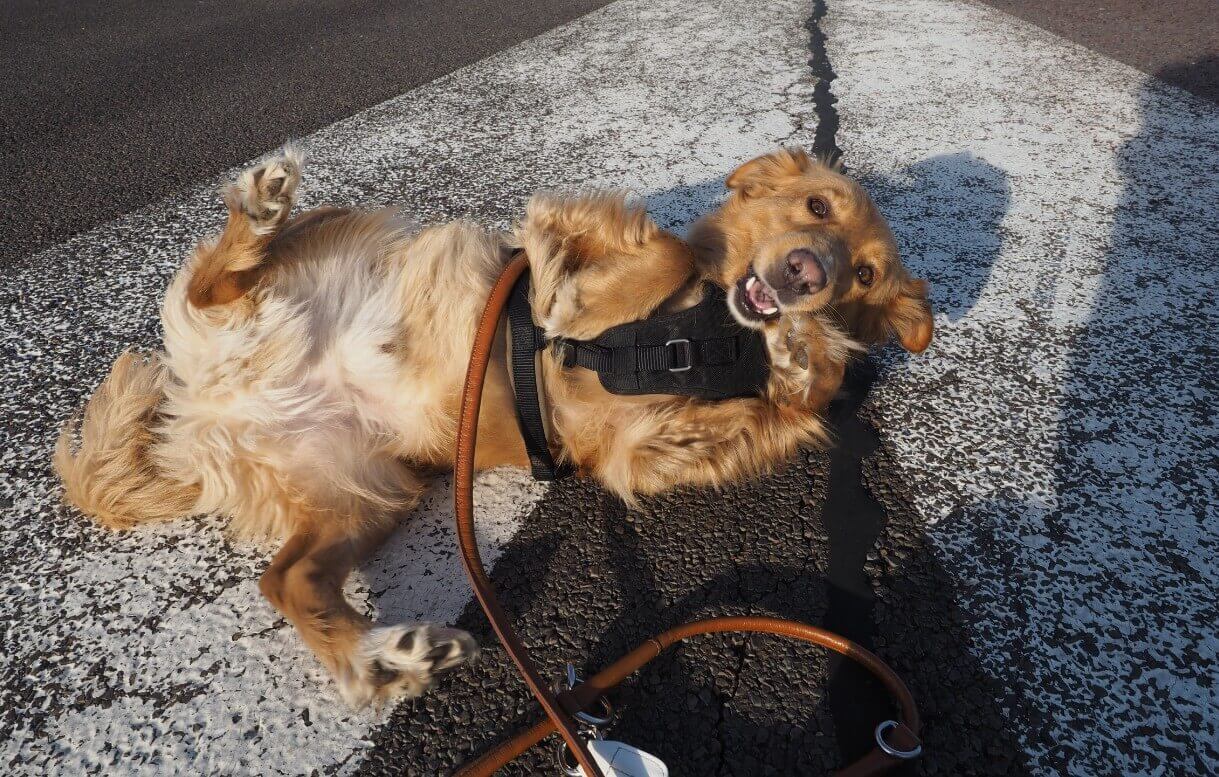 berlin hund 2