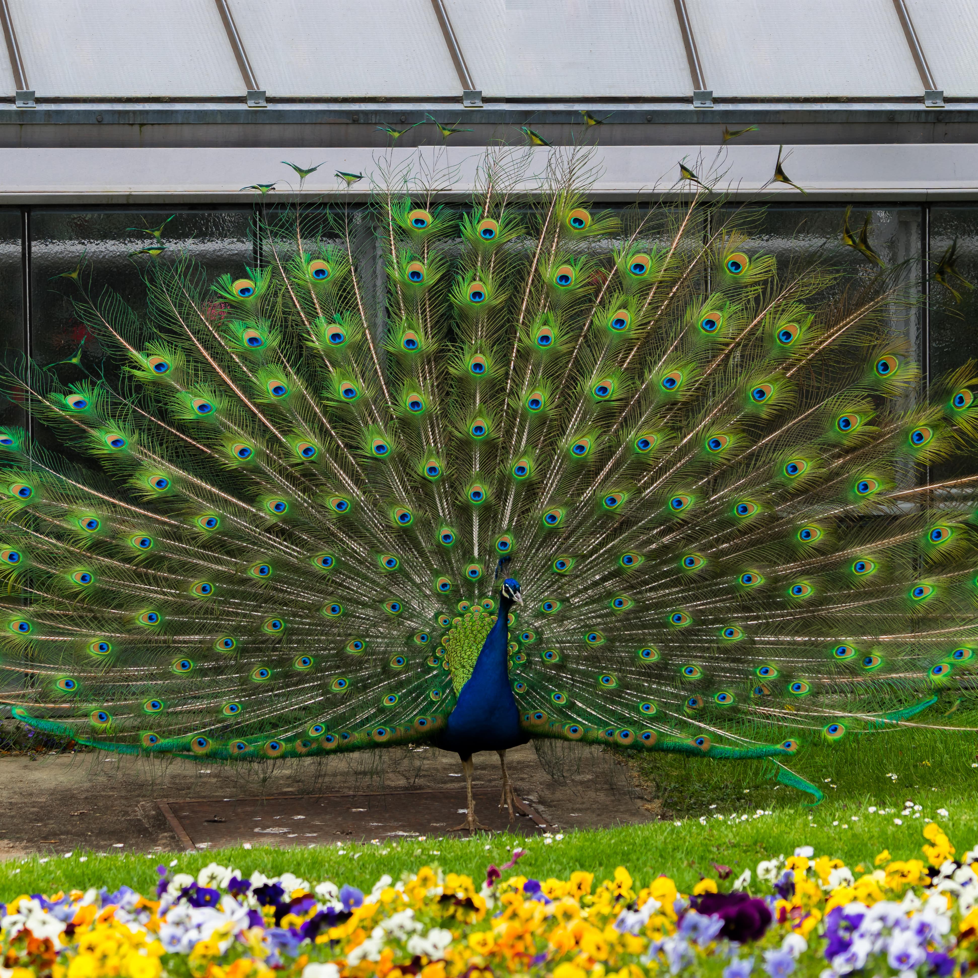 Ein Pfau schlägt ein Rad auf einer Blumenwiese im Zoo, dahinter ein Gewächshaus.