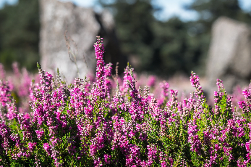 picture of lavender fields