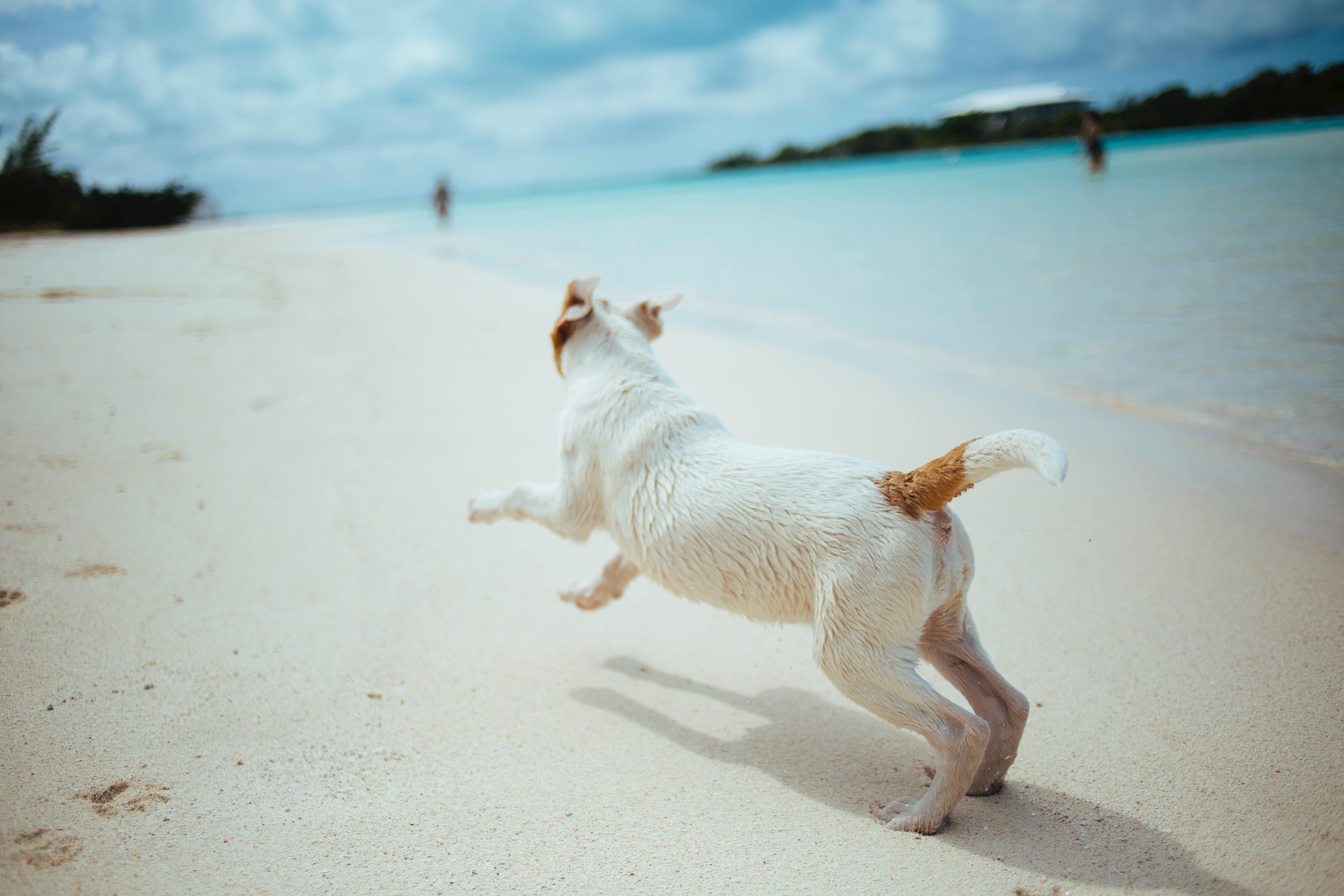 Urlaub mit Hund am See