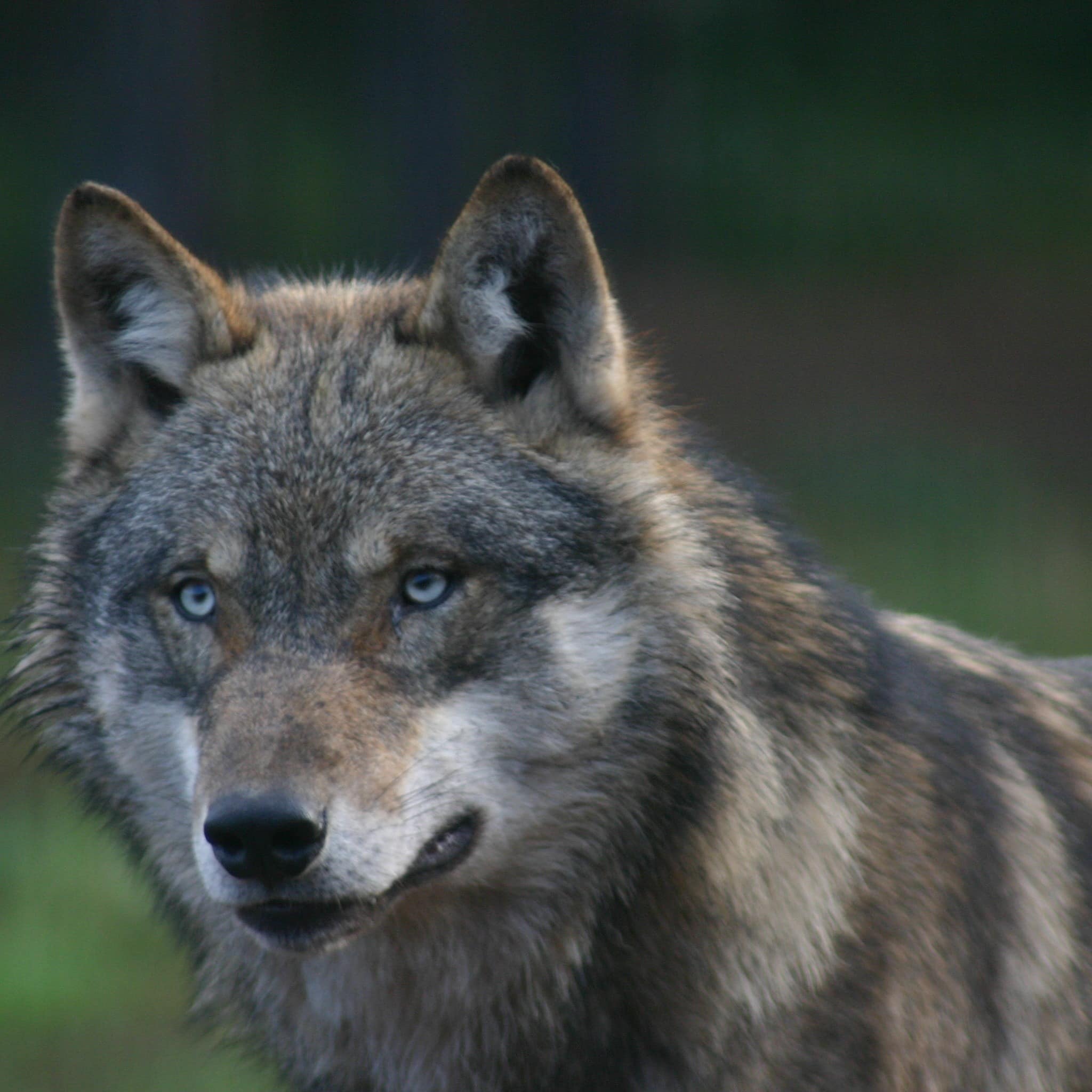 Nahaufnahme: Blauäugiger Wolf fixiert etwas.