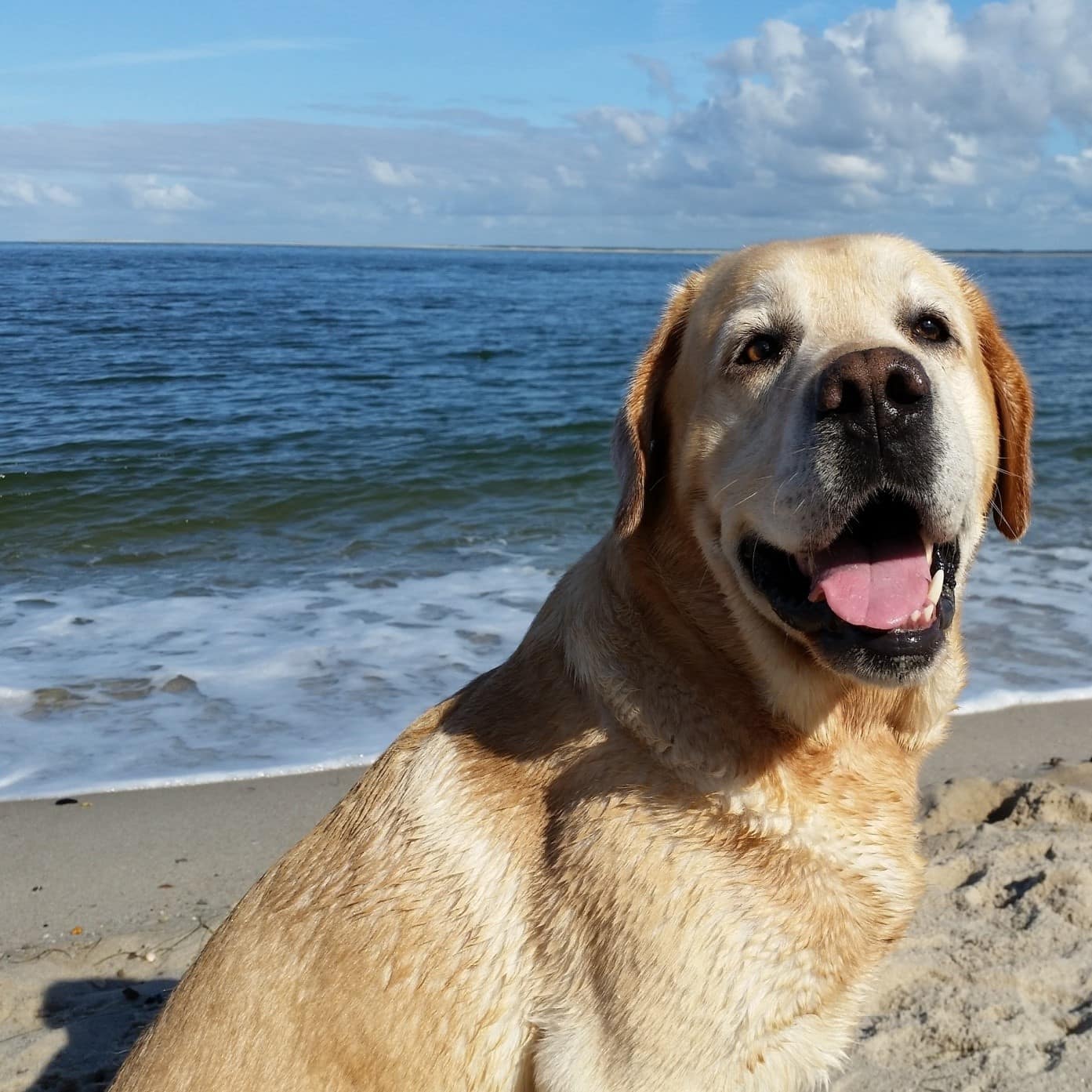 Labrador am schönen Nordseestrand mit Meer und blauem Himmel