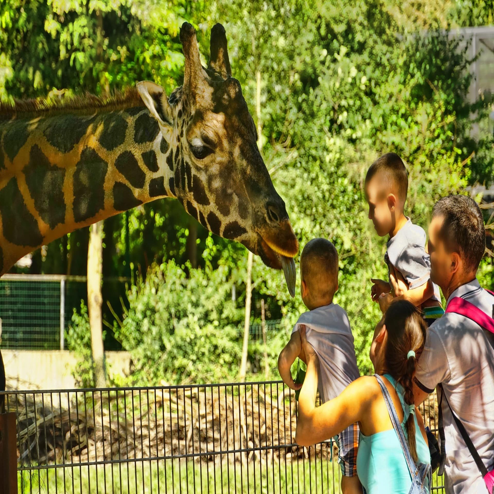 Eltern halten 2 kleine Kinder hoch, damit sie eine Giraffe füttern können.
