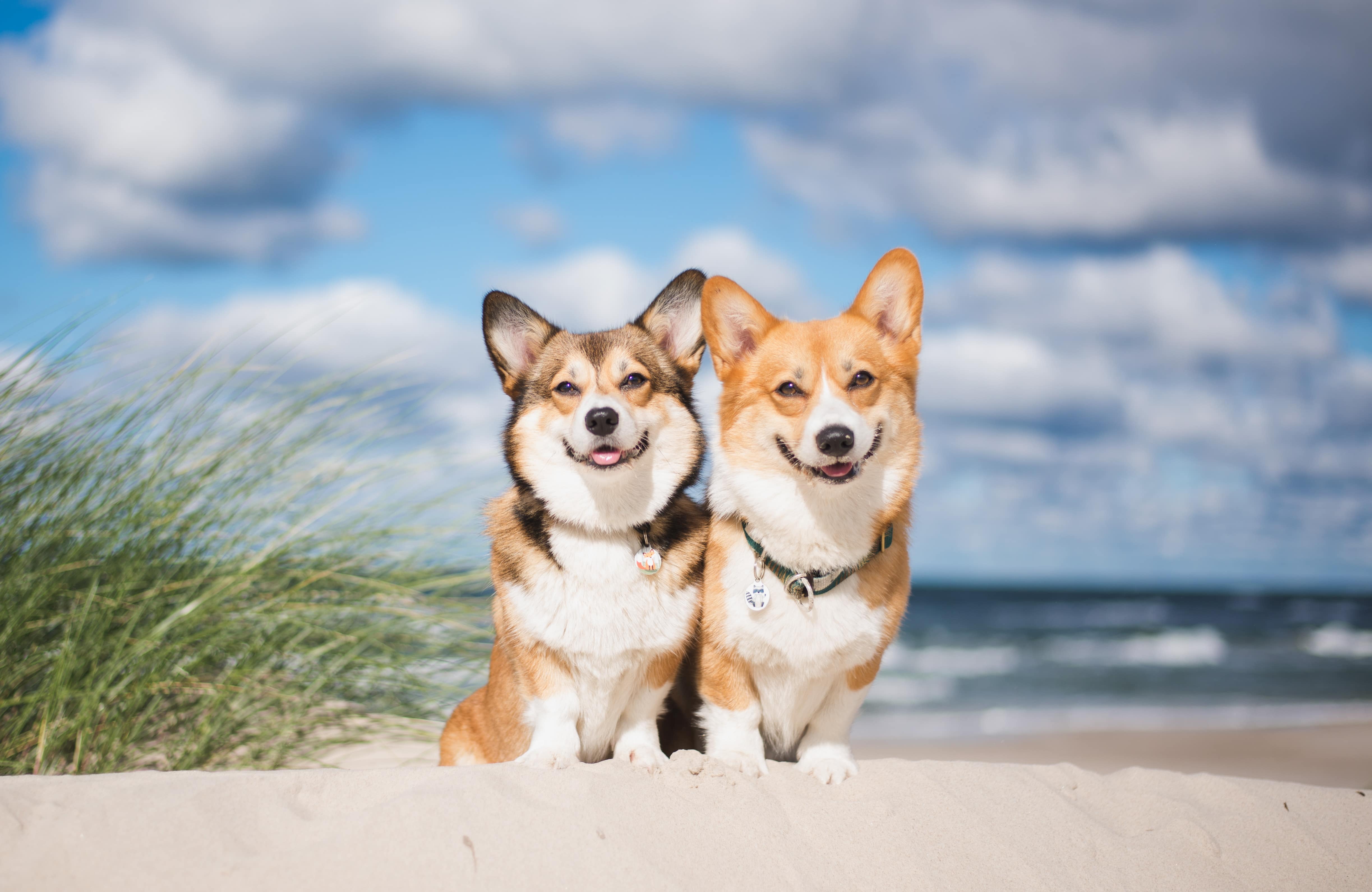 kleiner Junge mit Hund vor einem See