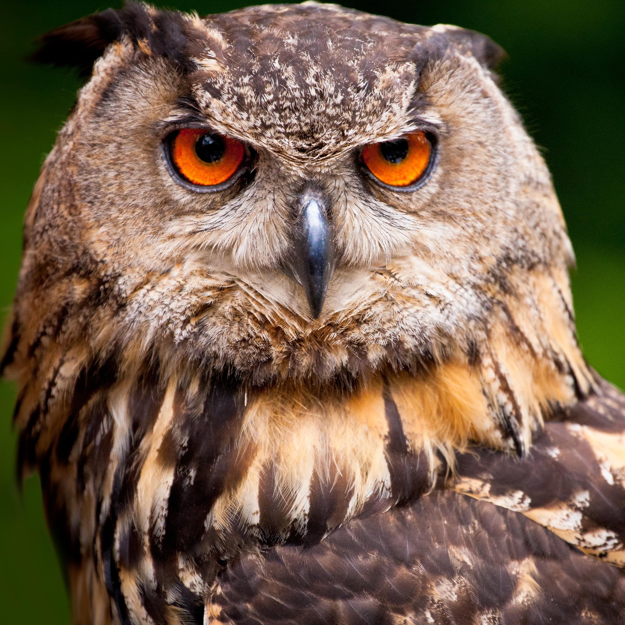 Nahaufnahme: Ein Uhu mit orangefarbenen Augen schaut in die Kamera.