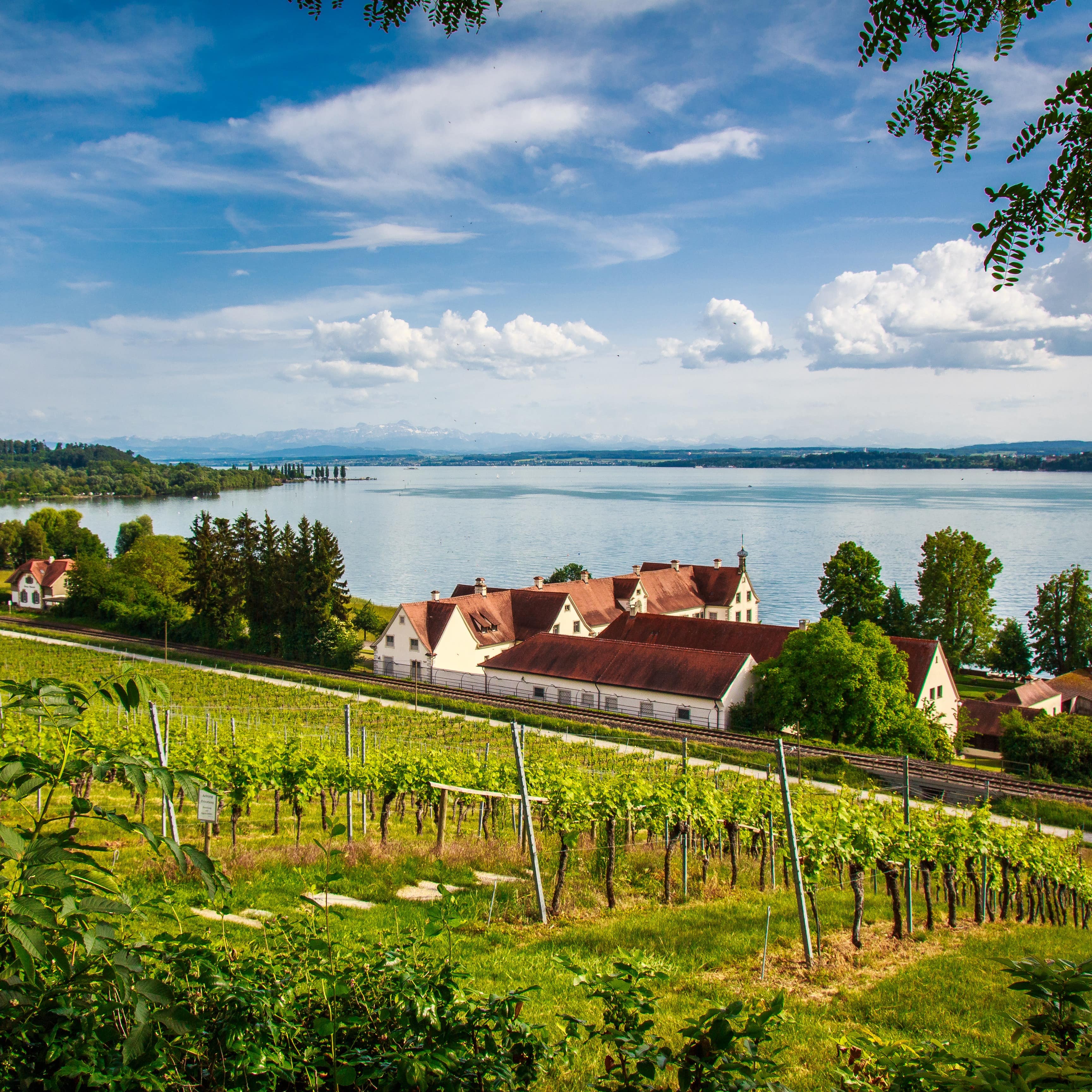 Panoramablick von einem Weinberg über einige Häuser auf den Bodensee.