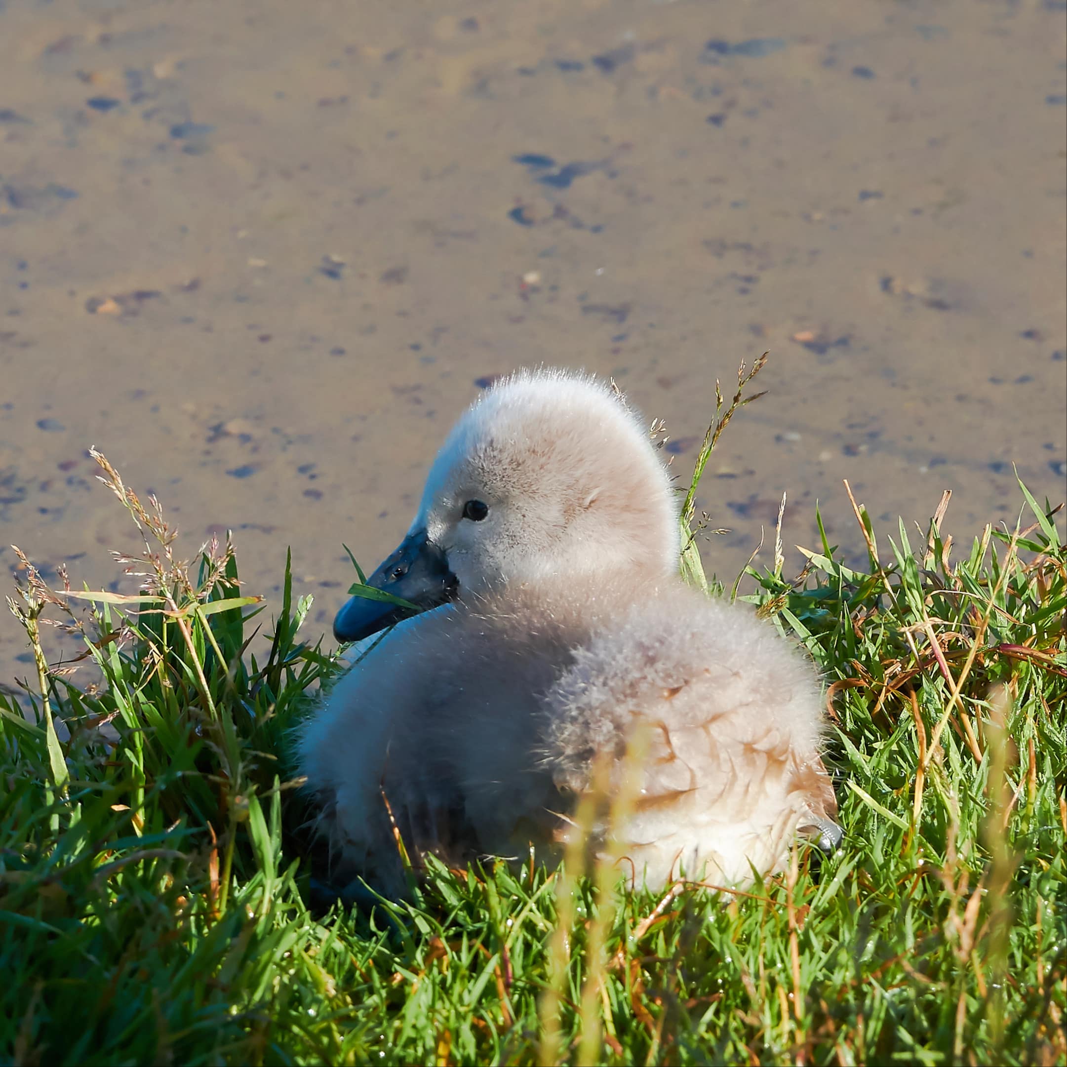 Schwanküken im Gras am See.