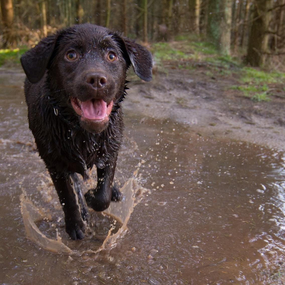 Ein Hund läuft durch eine Pfütze im Wald