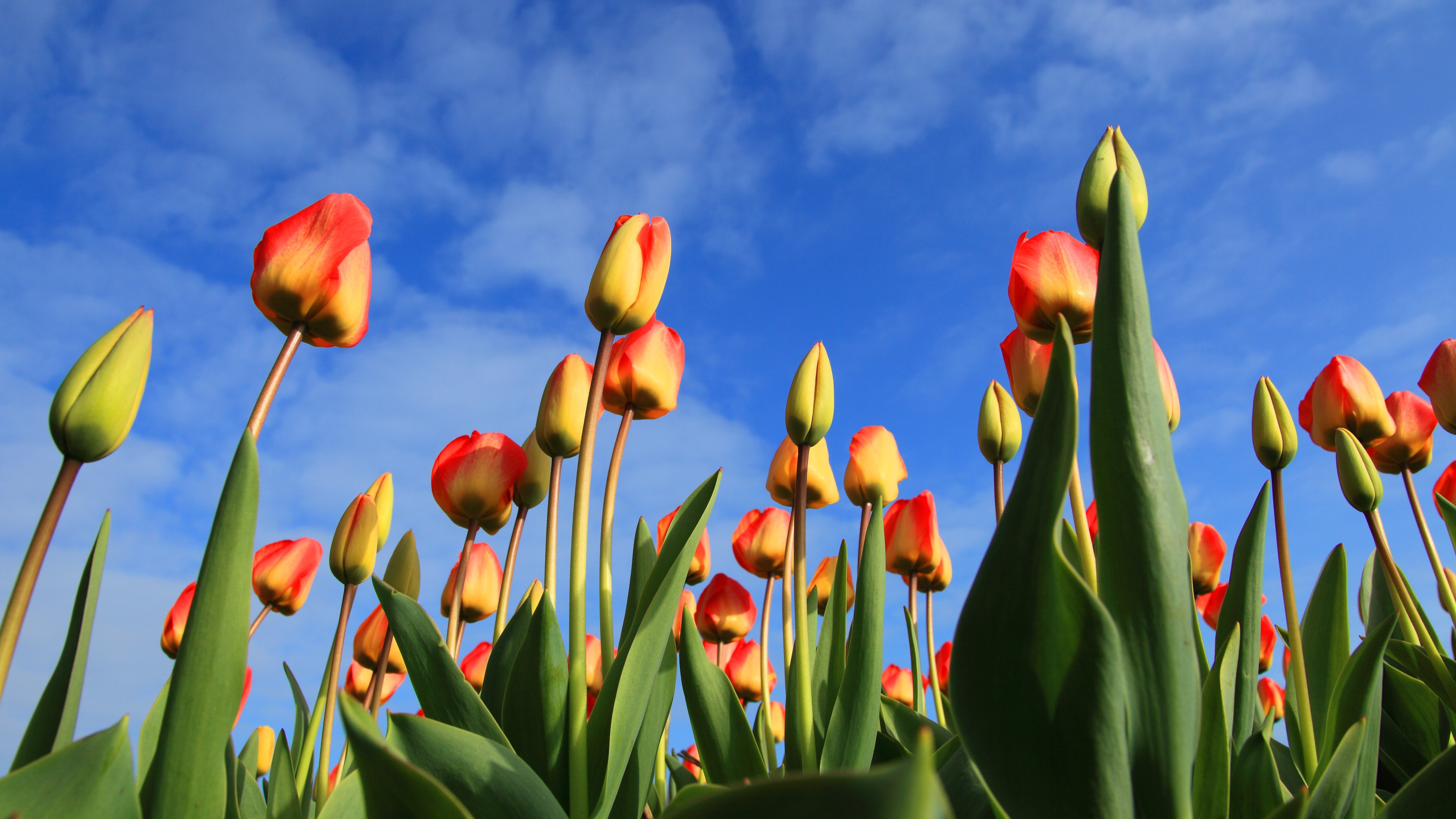 Im Kurzurlaub die Niederlande bereisen