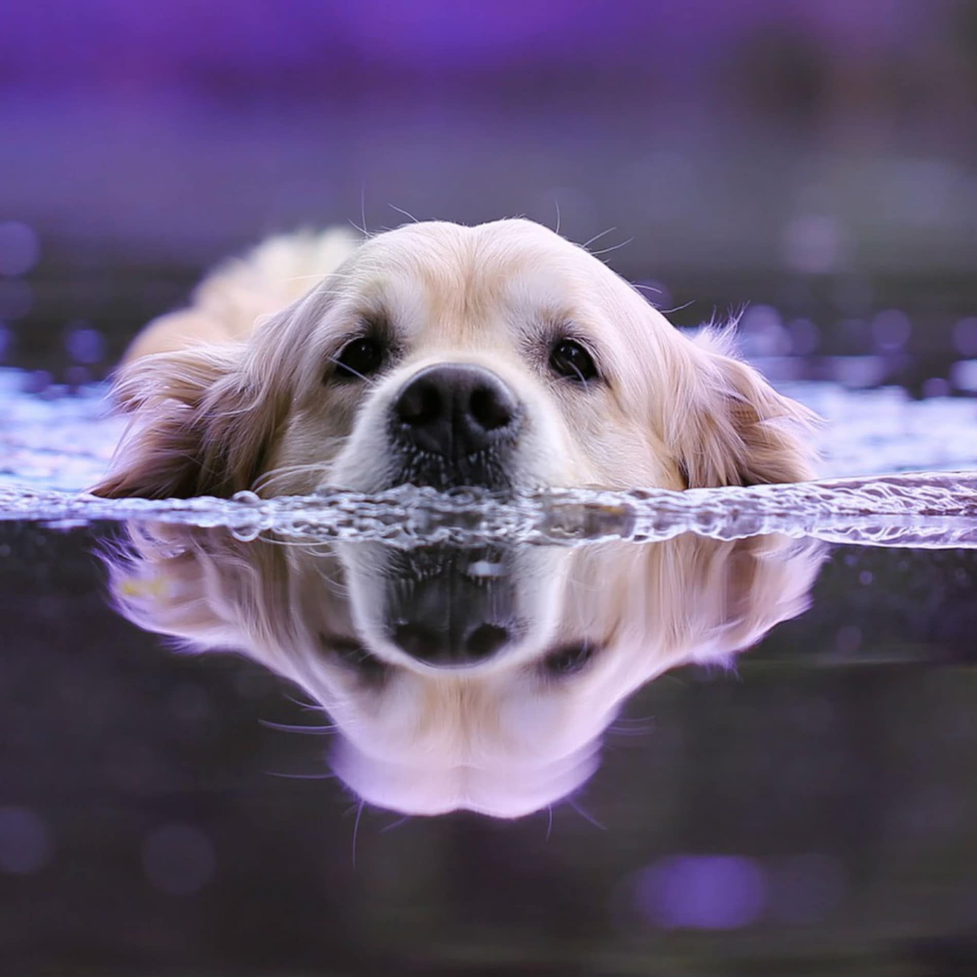 Golden Retriever schwimmt im Gardasee