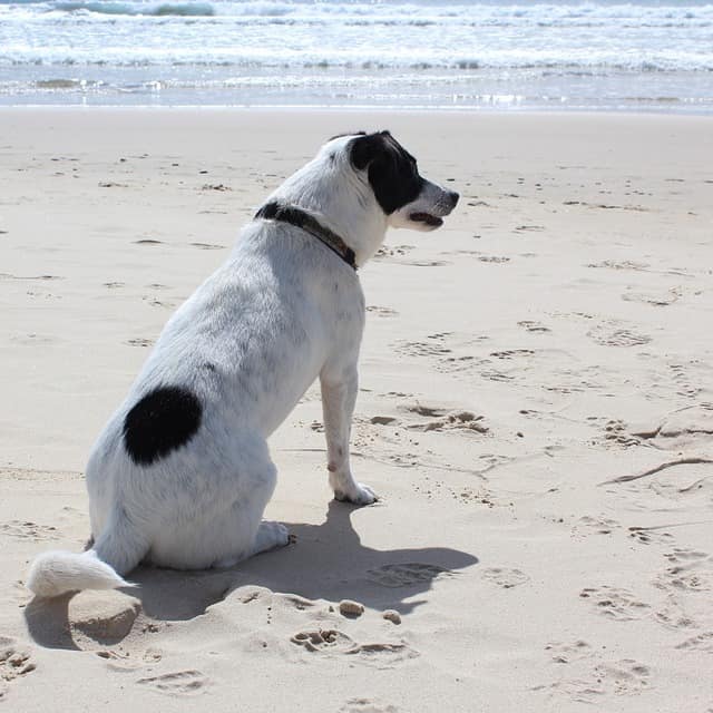 Ein Hund sitzt am Strand und schaut auf das Wasser