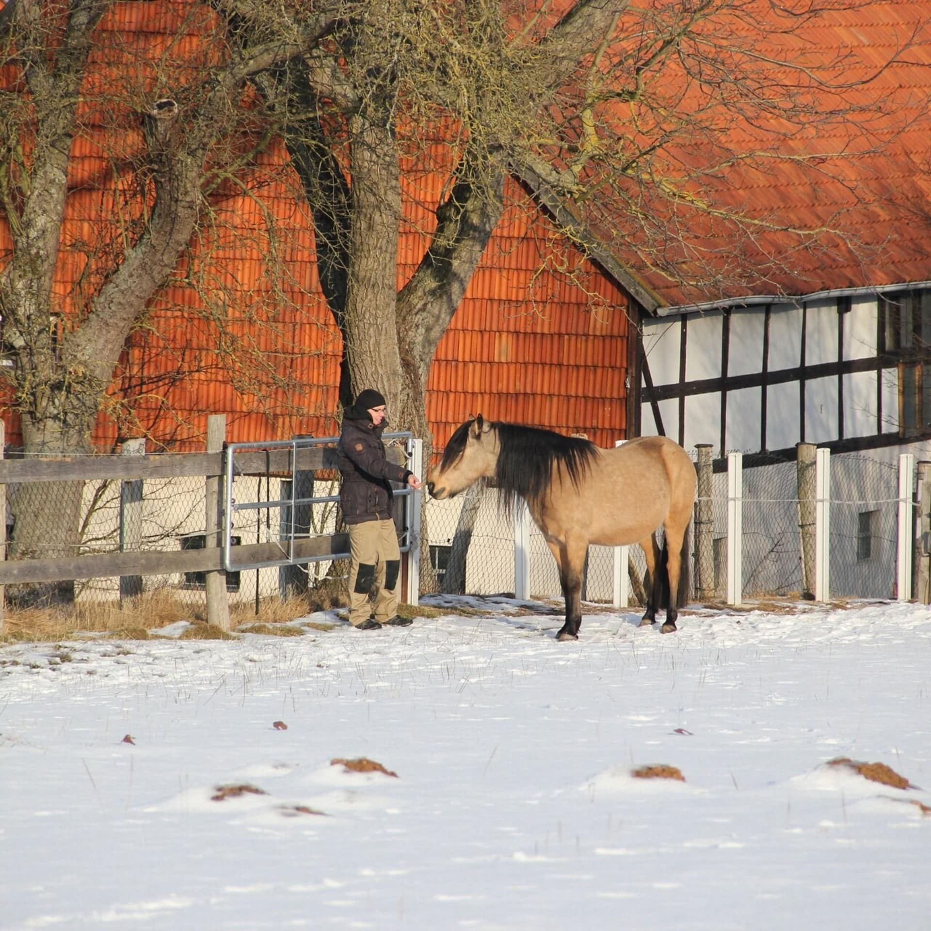 Eine verschneite Wiese vor einem Bauernhaus auf der ein Mann ein Pony füttert.