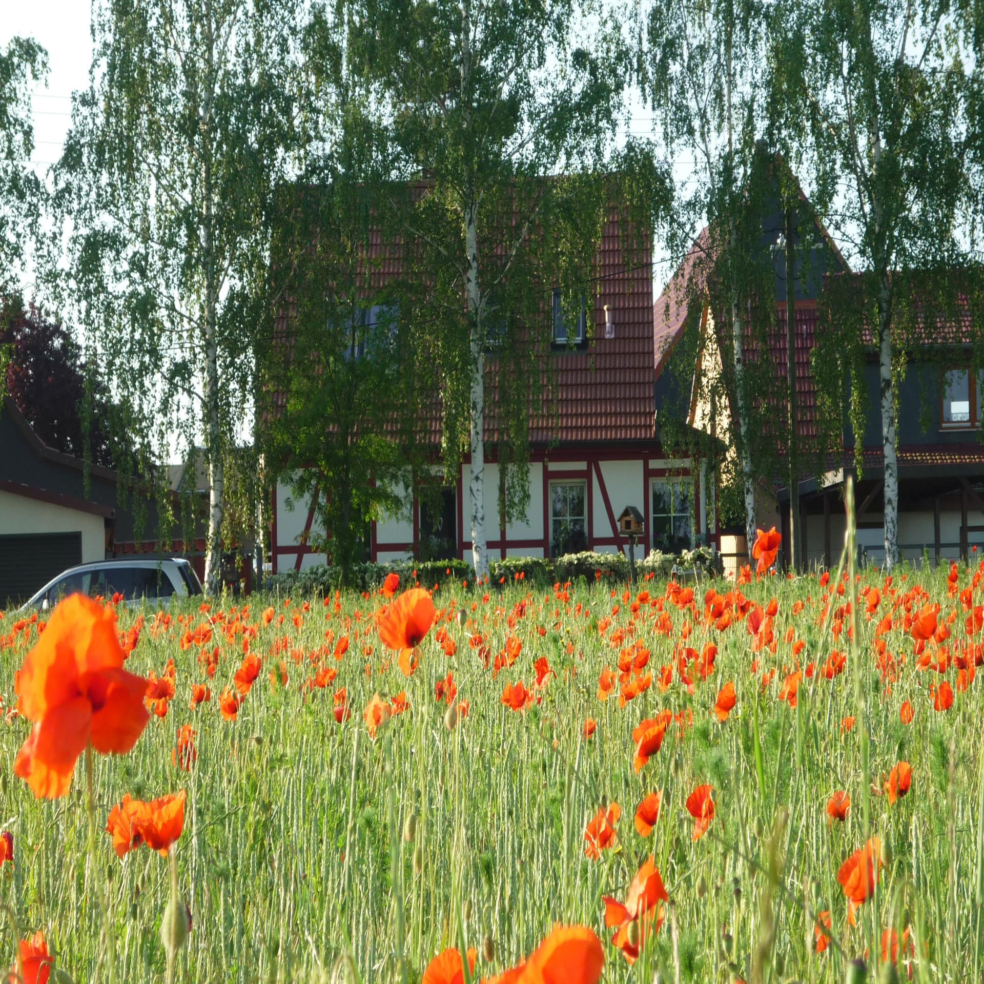 Blühende Mohnblumen auf einer Wiese, dahinter Birken und Fachwerkhäuser. 