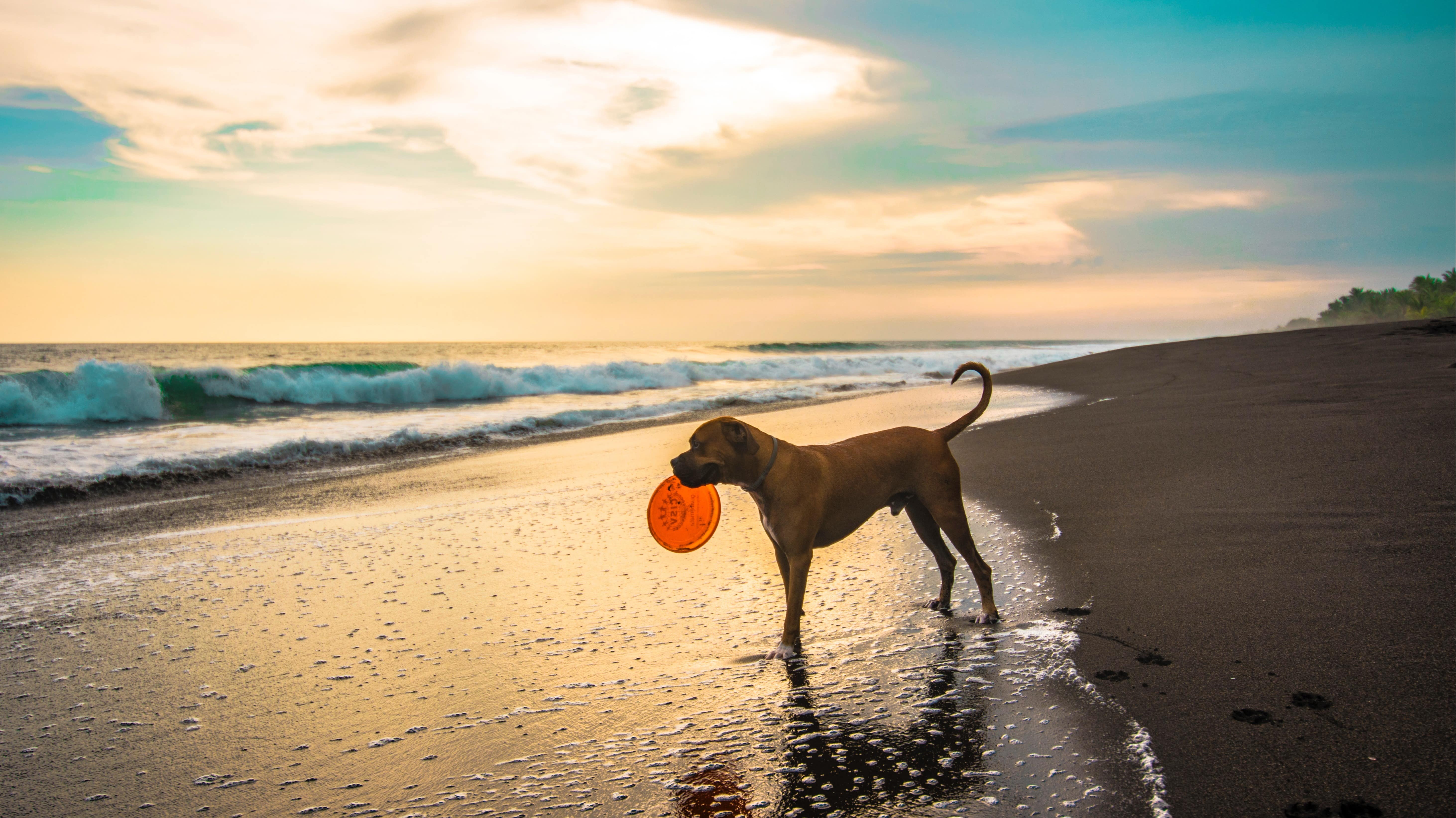 Urlaub mit Hund an der Nordsee