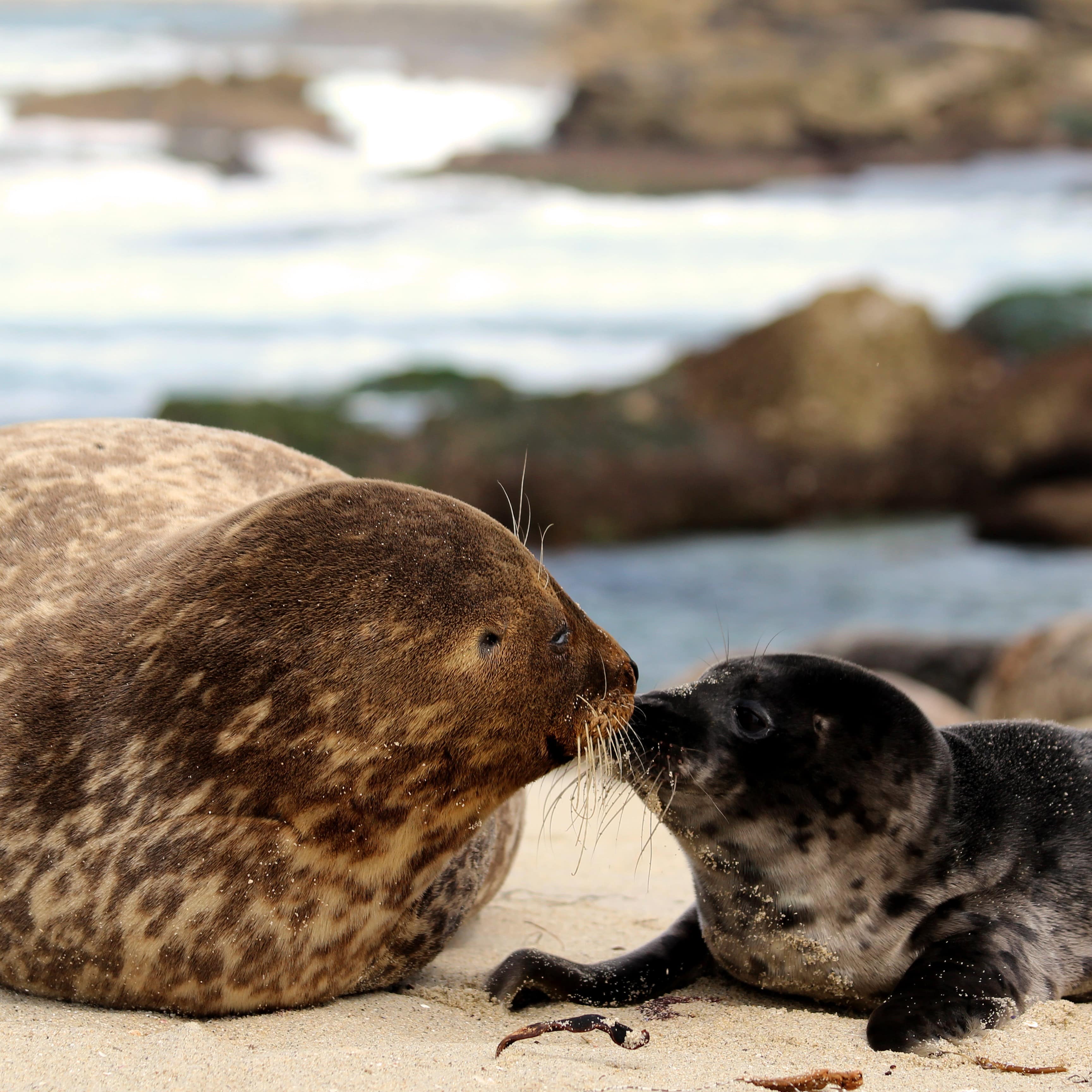 Mutter und Baby Robbe am Strand reiben die Nasen aneinander. 