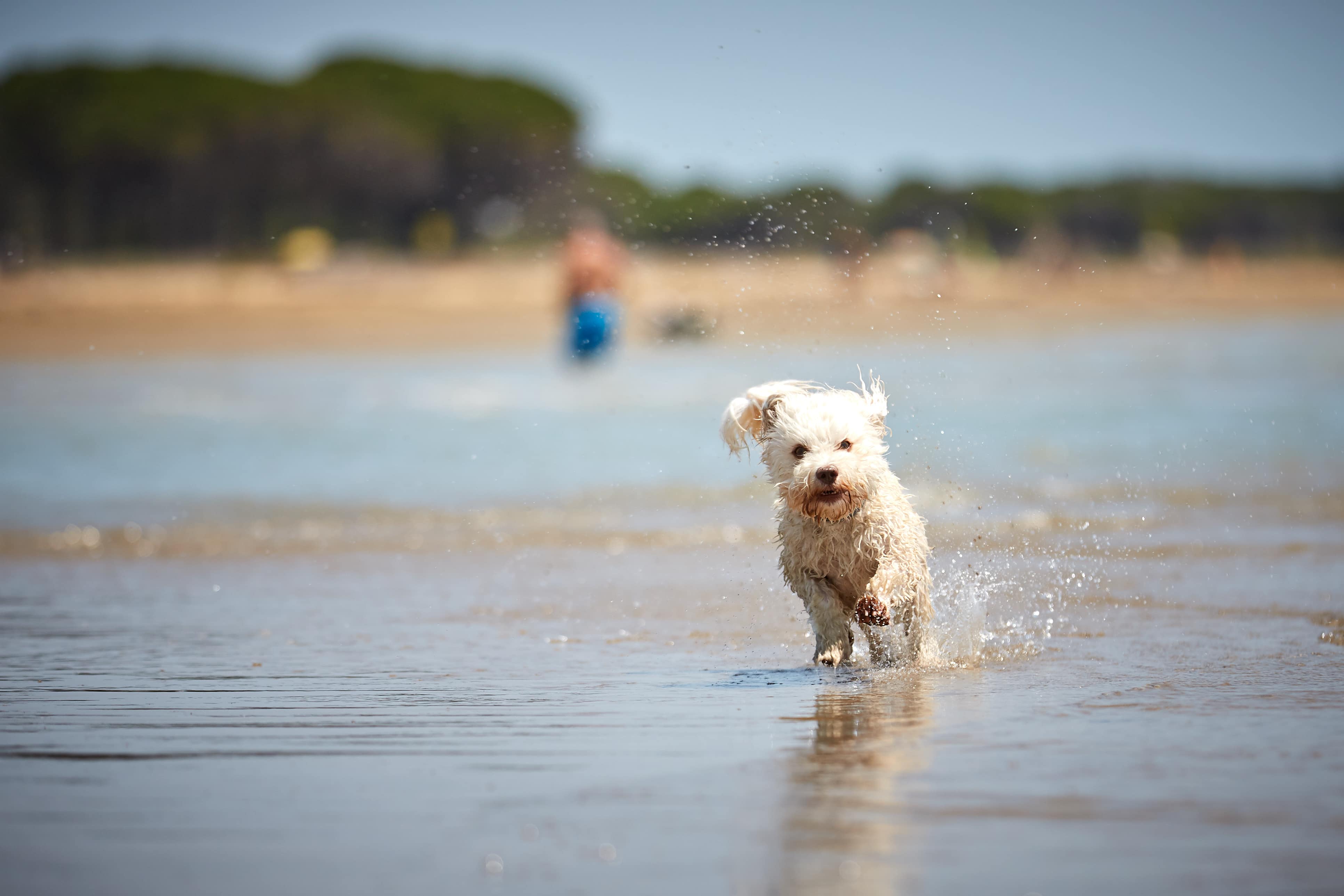 Top 10 der schönsten Hundestrände