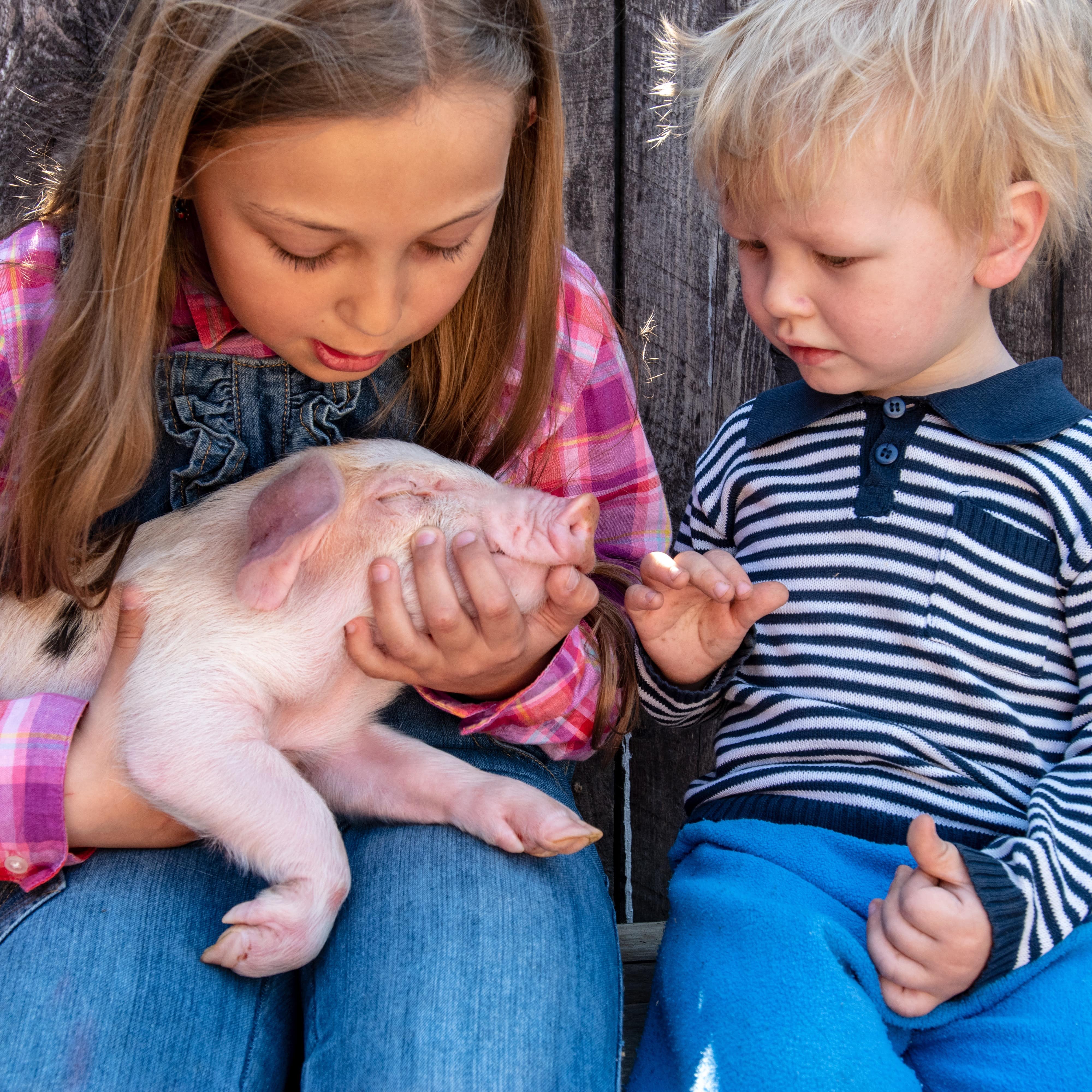 Ein Mädchen und ein kleiner Junge auf einer Holzbank kuscheln ein Ferkel.