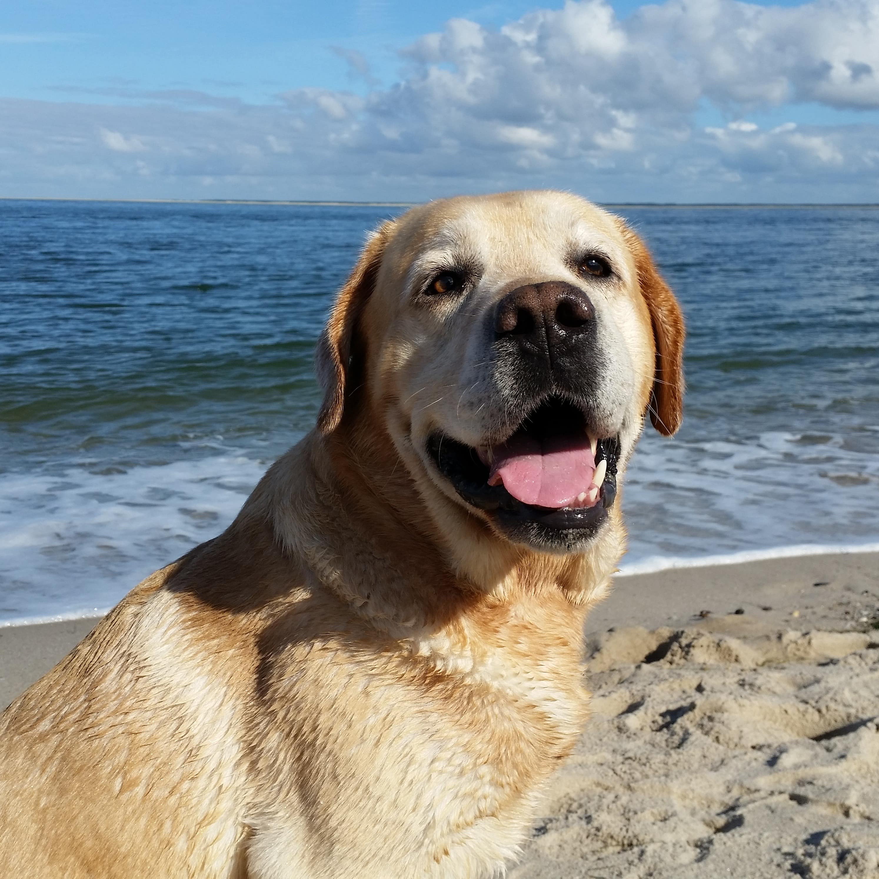 Labrador an der Nordsee