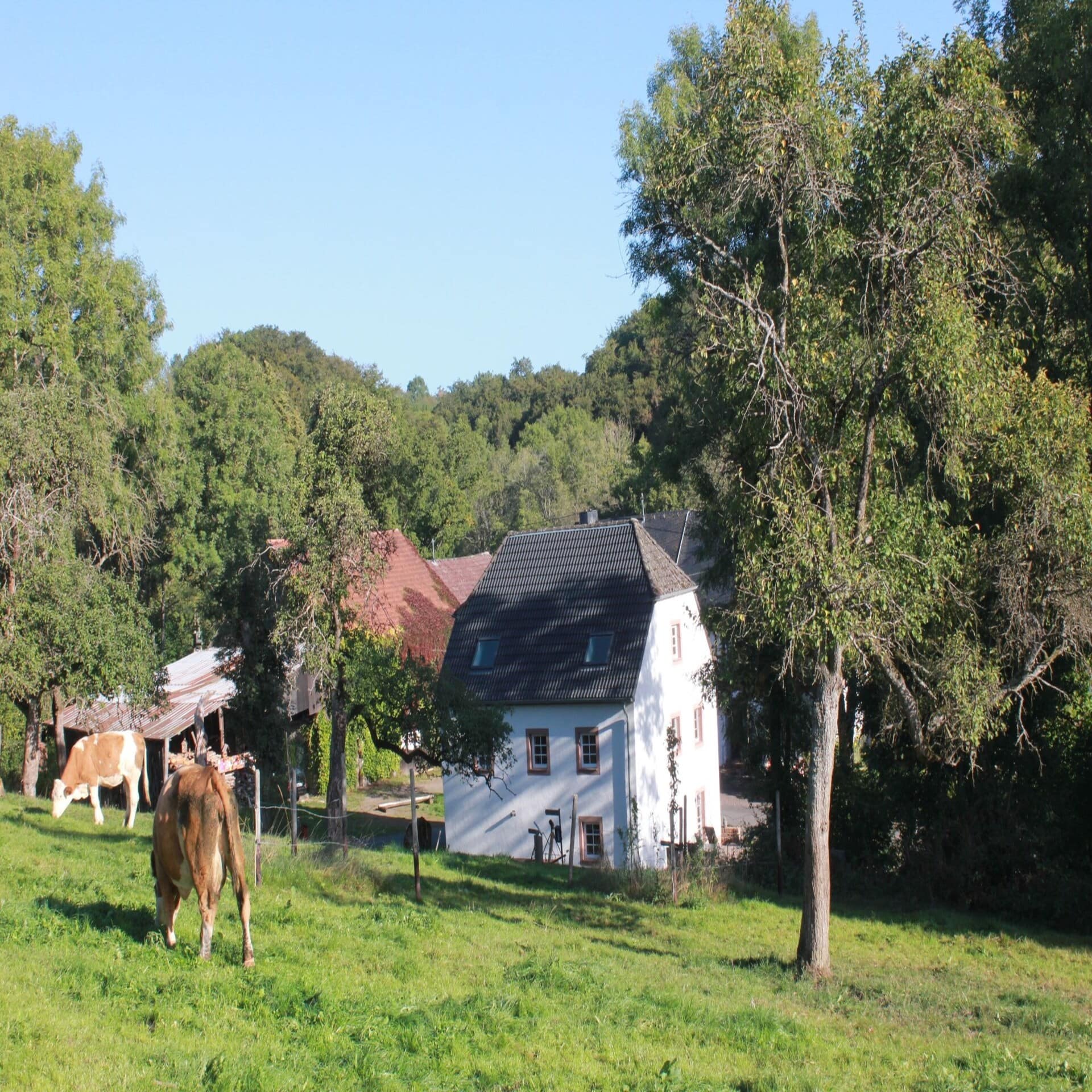 Weißes Haus in Manderscheid, davor eine Kuhweide.