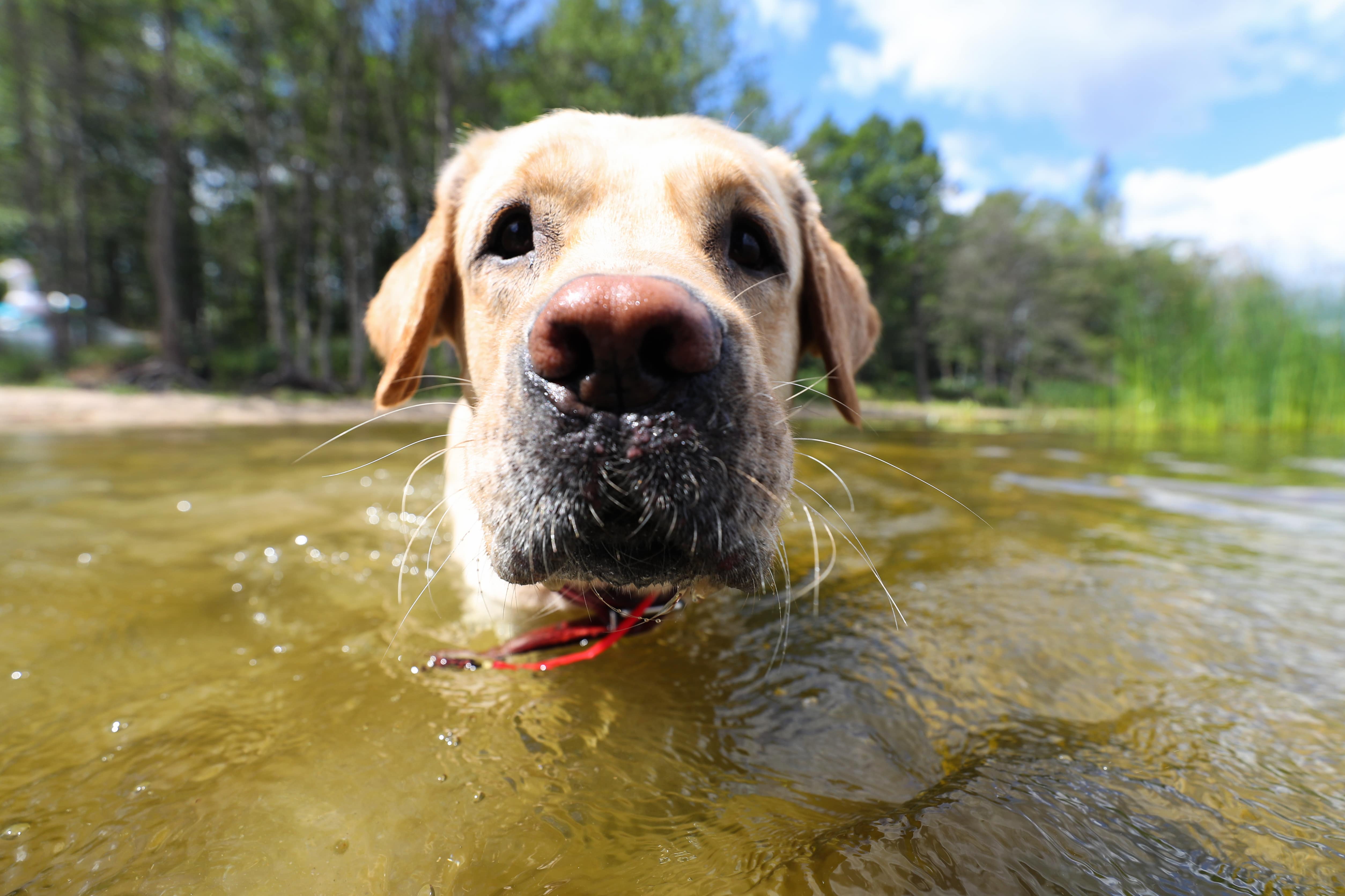 urlaub mit hund nordsee - Urlaub mit Hund in Aurich