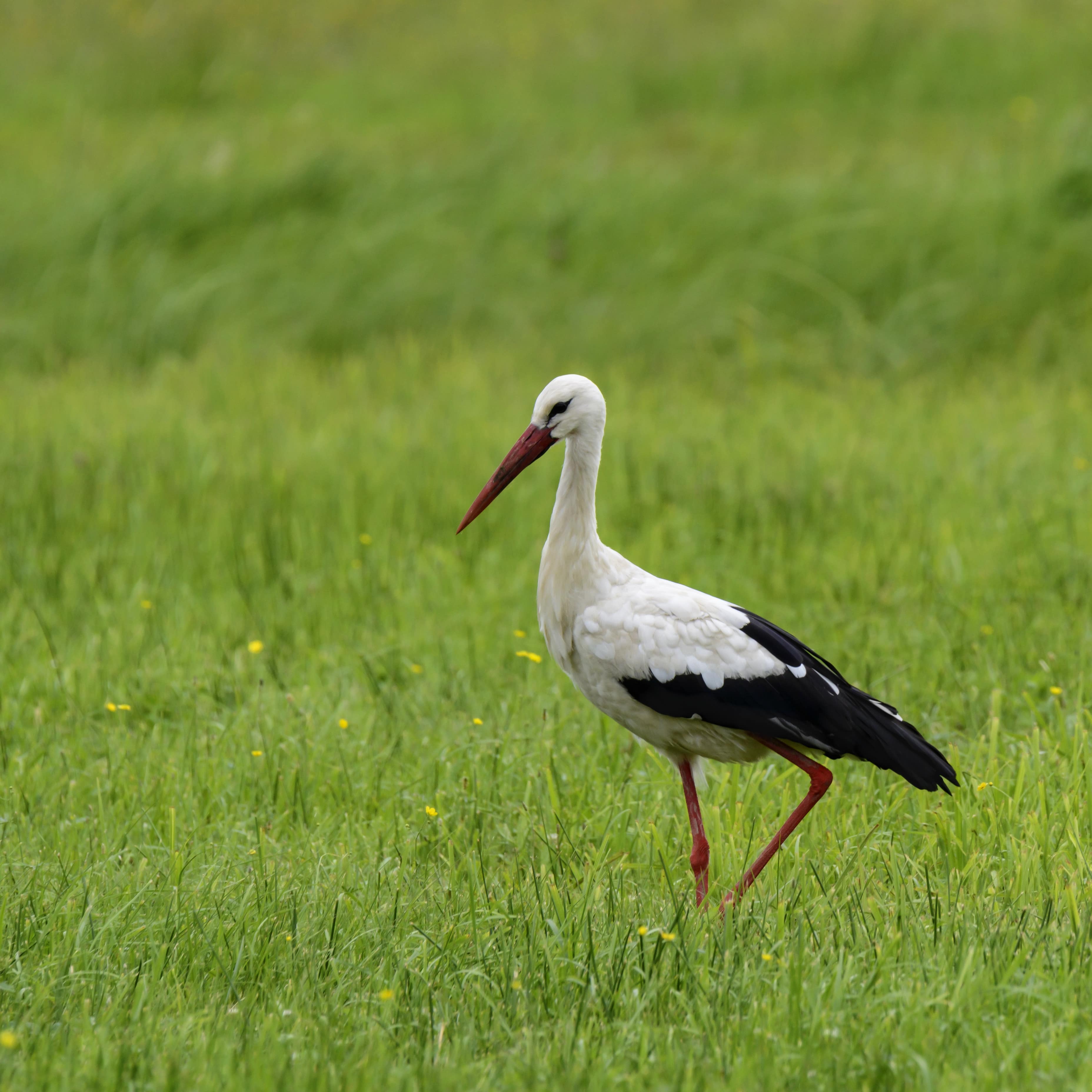 Ein Storch auf einer Wiese im Spreewald.