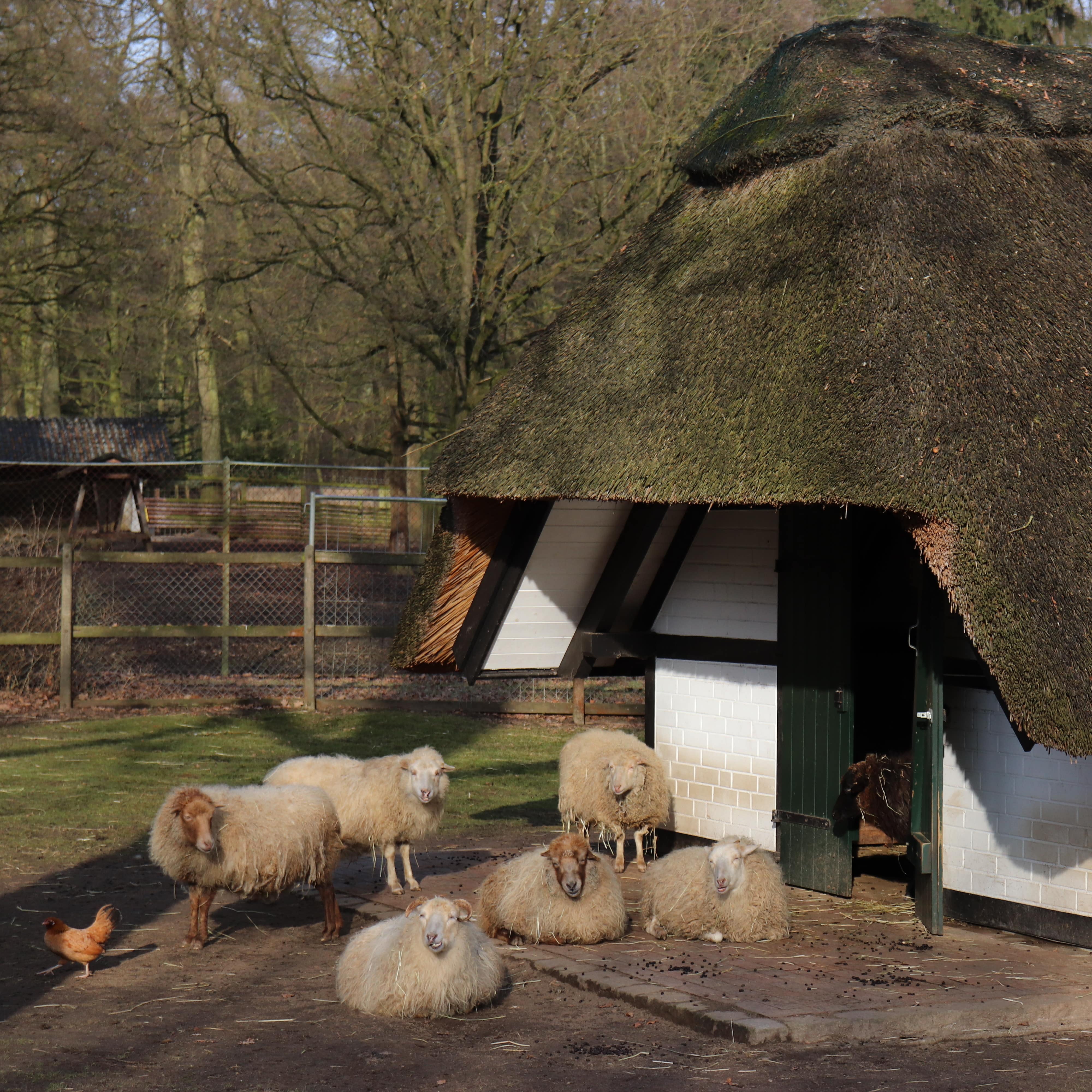 Ein Stall mit Reetdach, davor einige Schafe und ein Huhn.